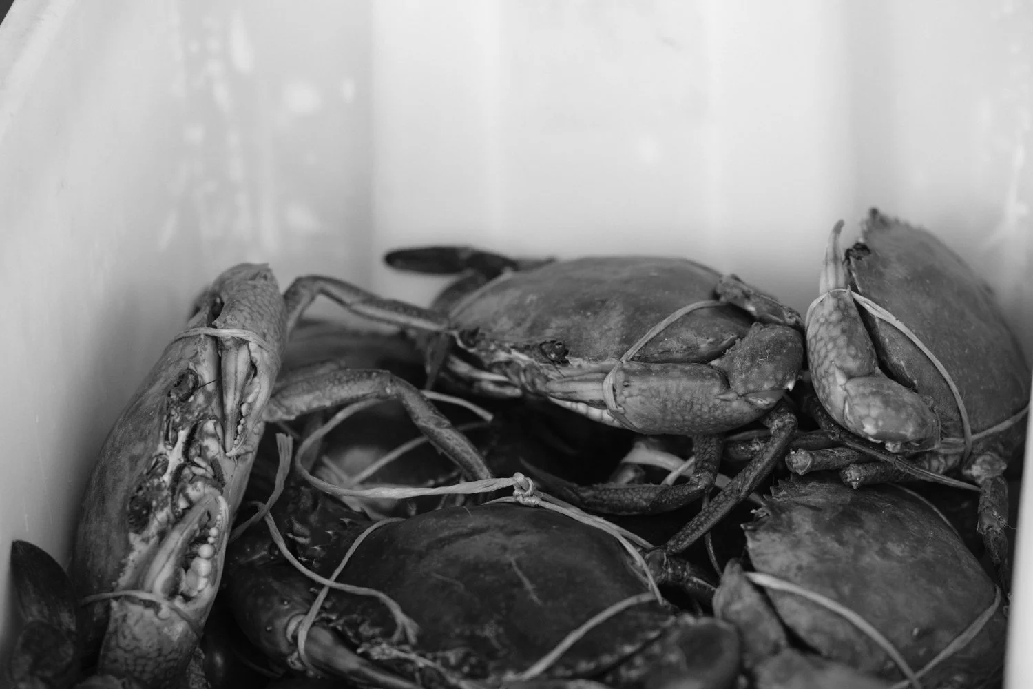 crabs.jpg