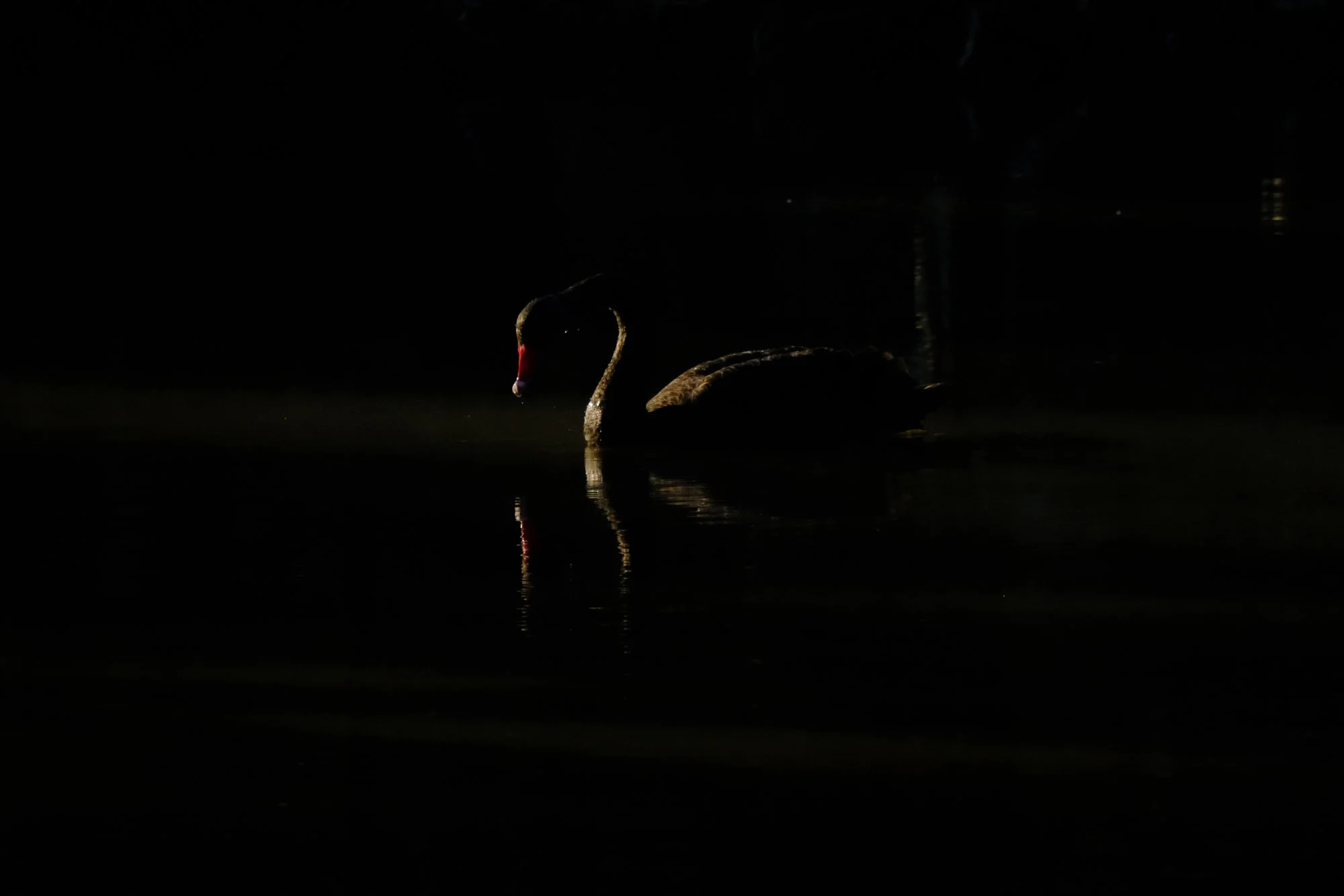 swan.jpg