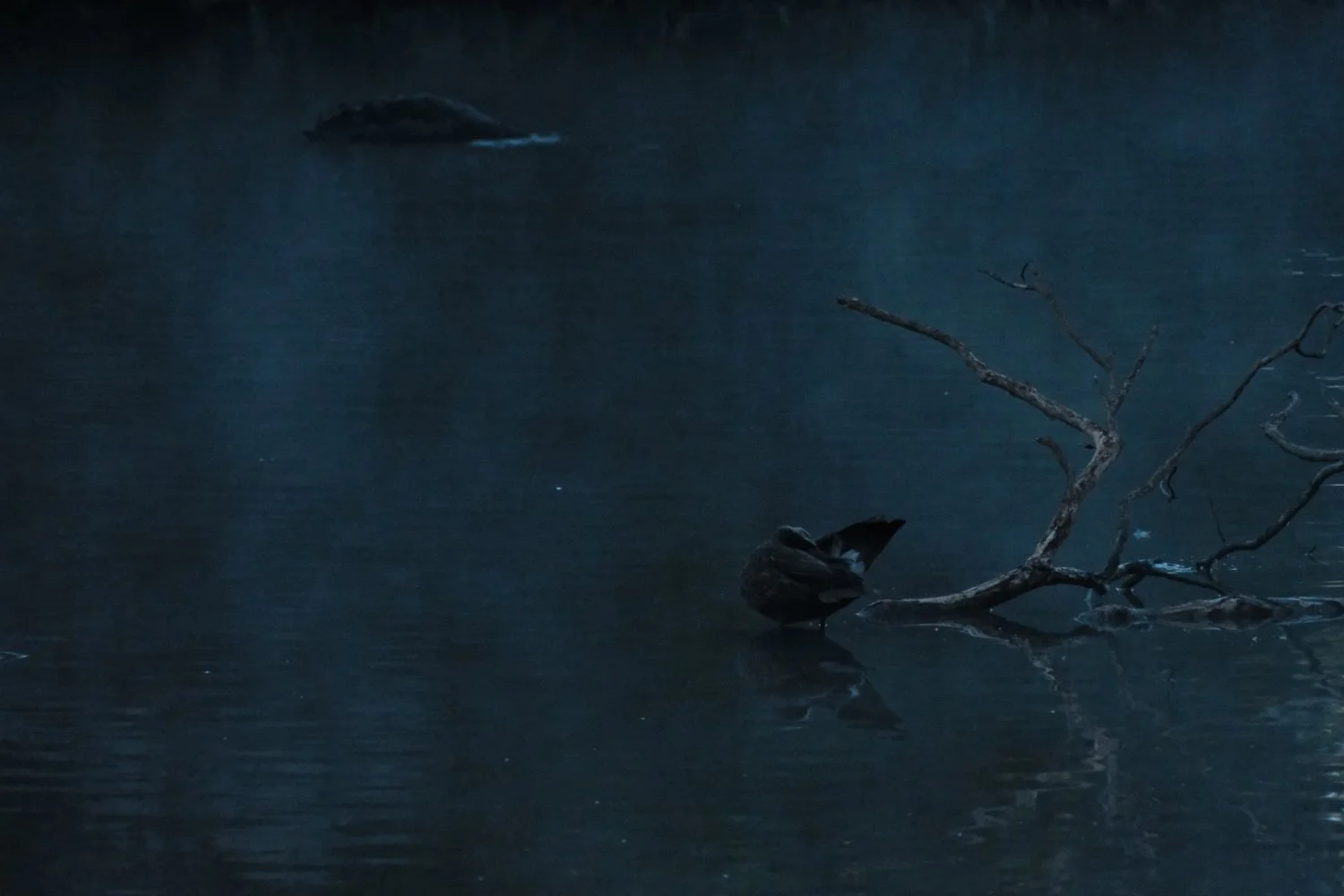 duck.jpg