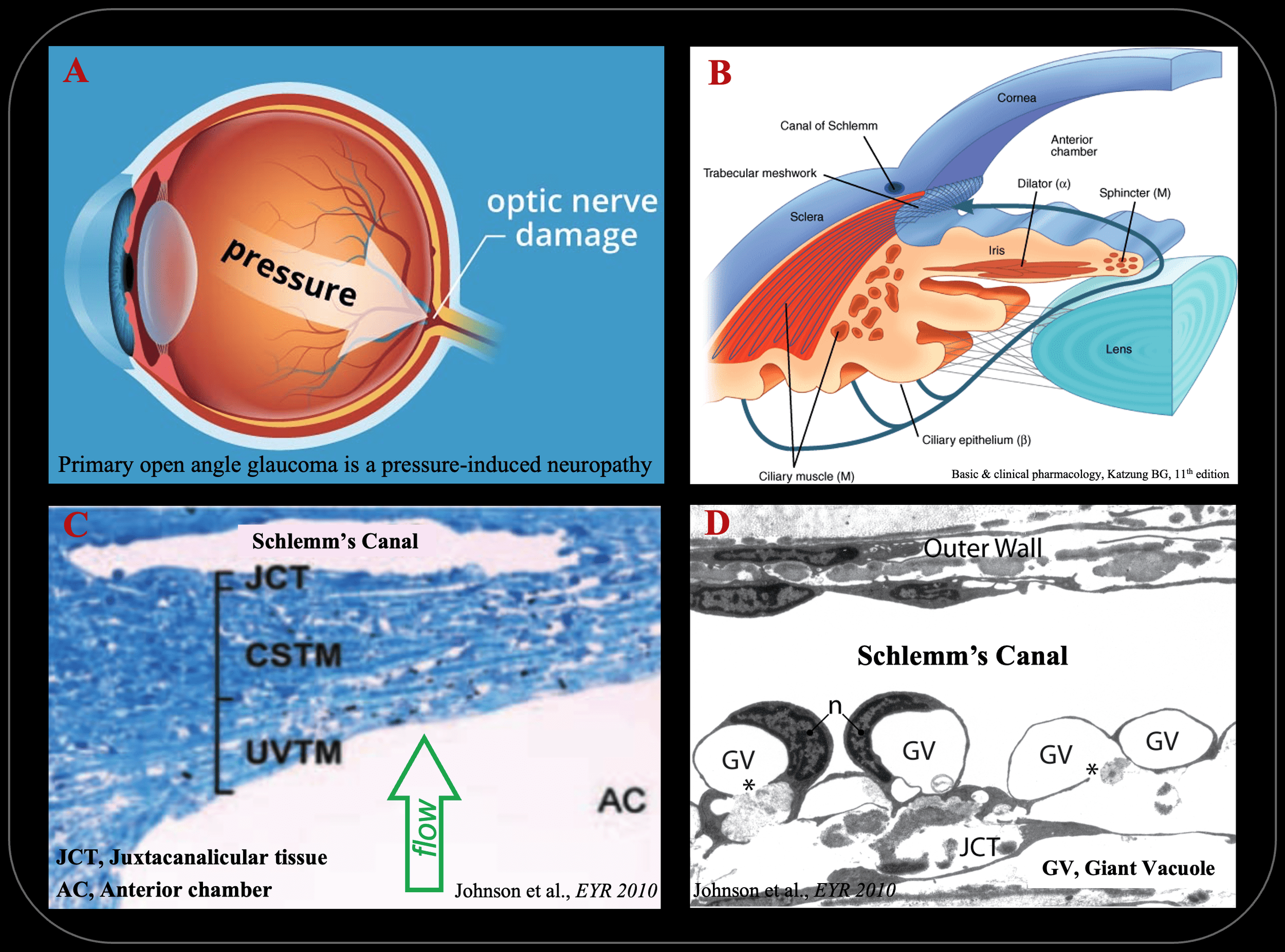 A diagram showing different sections of the eye and eye tissue. Part A illustrates pressure-induced optic nerve damage due to glaucoma. Part B displays a cross-section of eye anatomy including structures like the cornea, sclera, iris, ciliary muscle, dilator, sphincter, and lens. Part C shows tissue of Schlemm's Canal with labels for the juxtacaneral tissue and anterior chamber. Part D provides a microscopic view of the outer wall of Schlemm's Canal with labels for giant vacuole and trabecular cells, from a scientific reference.