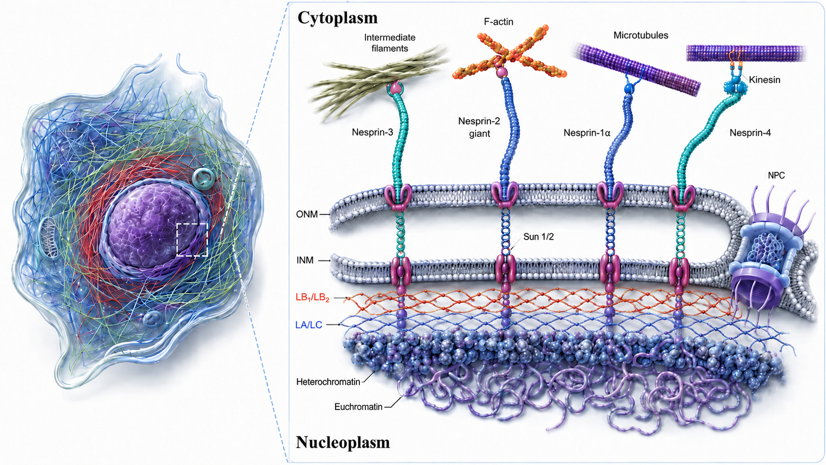 Diagram of a cell with a detailed view of the cytoplasm and nucleoplasm. The cytoplasm shows intermediate filaments, F-actin, microtubules, and associated motor proteins like kinesin and Nespin. The nucleoplasm includes the nuclear envelope with outer and inner membranes, nuclear pore complex, heterochromatin, euchromatin, and chromatin fibers labeled as Lob1/Lob2 and LA/LC.