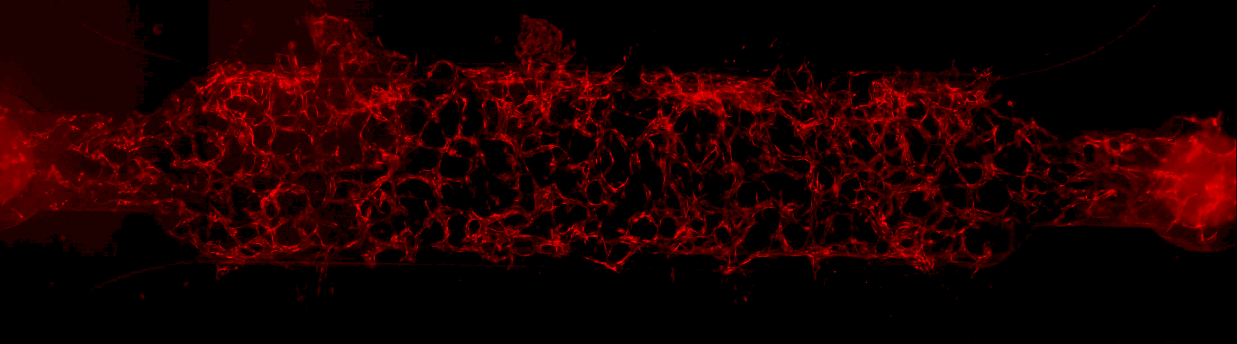 Perfusable retinal vasculature generated from primary human retinal endothelial cells, astrocytes, and pericytes in a microfluidic device to study the role of the inner retina in the pathophysiology of ocular neuropathies.