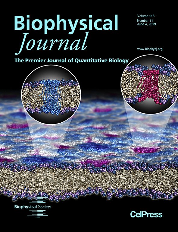 Cover of Biophysical Journal, volume 116, issue 11 from June 4, 2019, featuring illustrations of molecular structures and cellular membranes, with the journal title and publication details displayed.