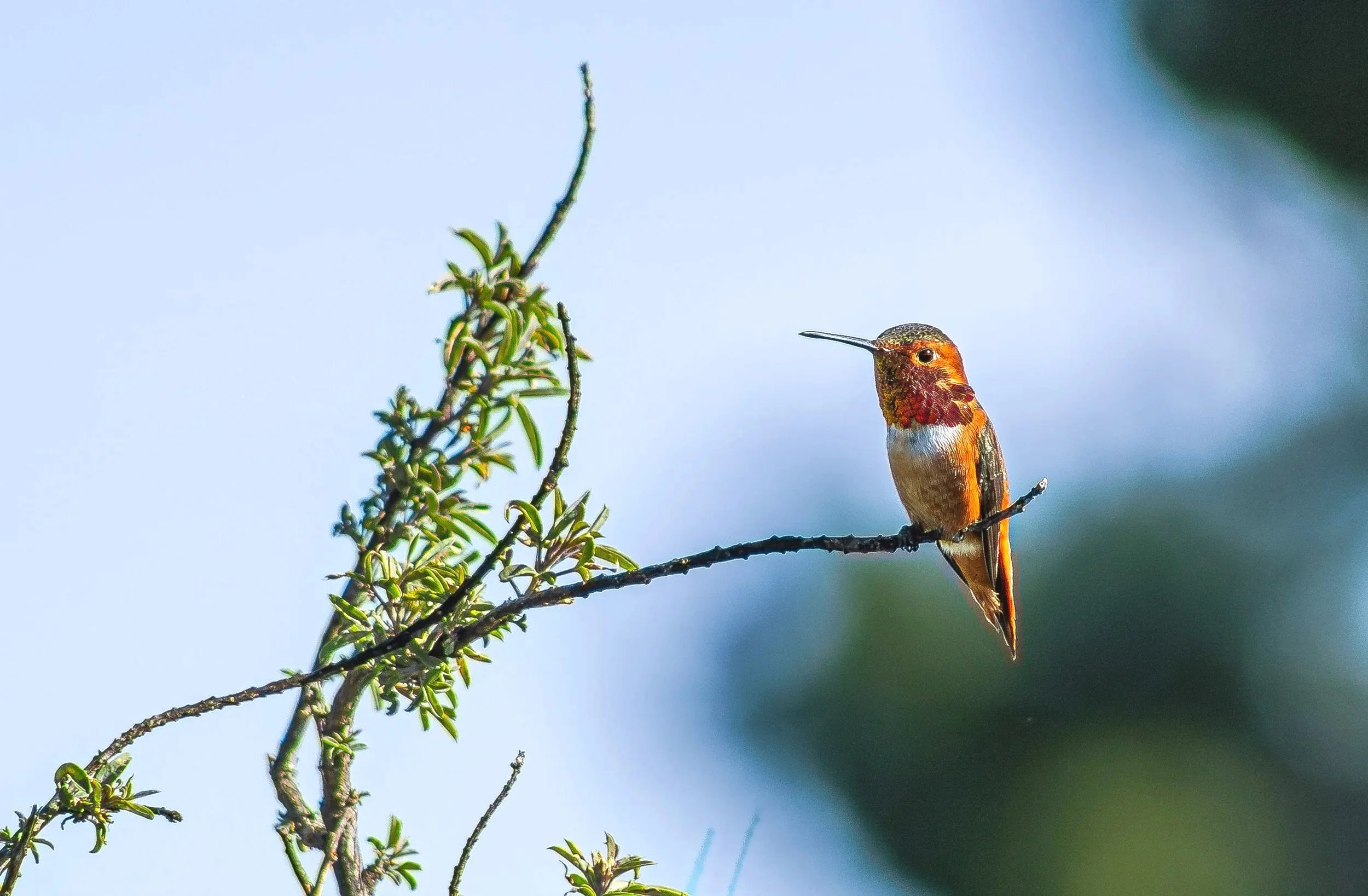 A hummingbird perched on a thin branch of a leafy plant against a bright blue sky.