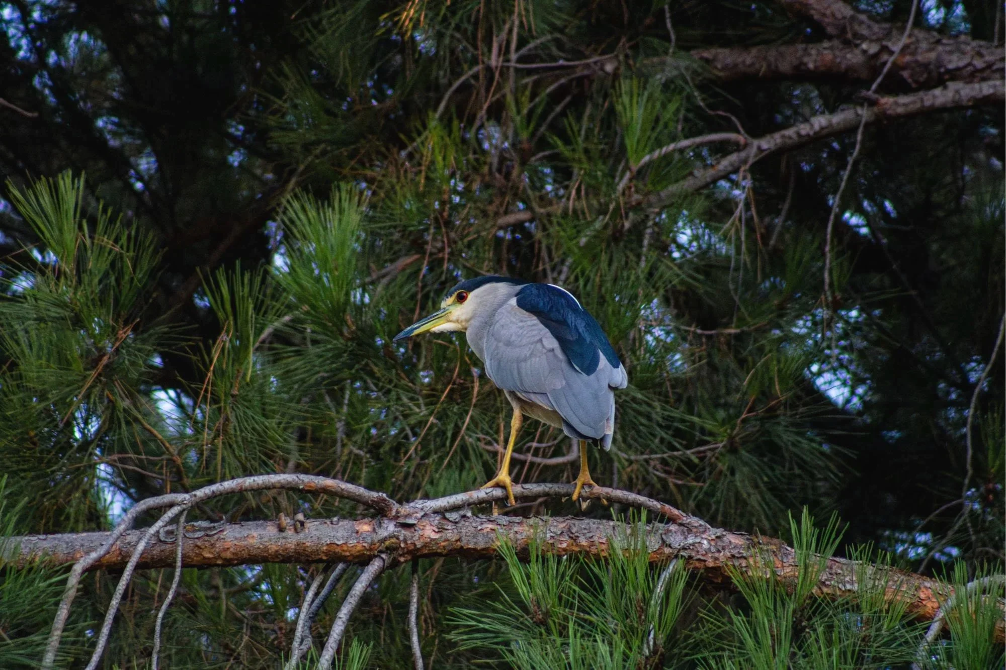 Black-Crowned Night Heron stands in an evergreen tree it's back is towards the camera but it looks over it's shoulder. Heron takes up the center composition of the image.