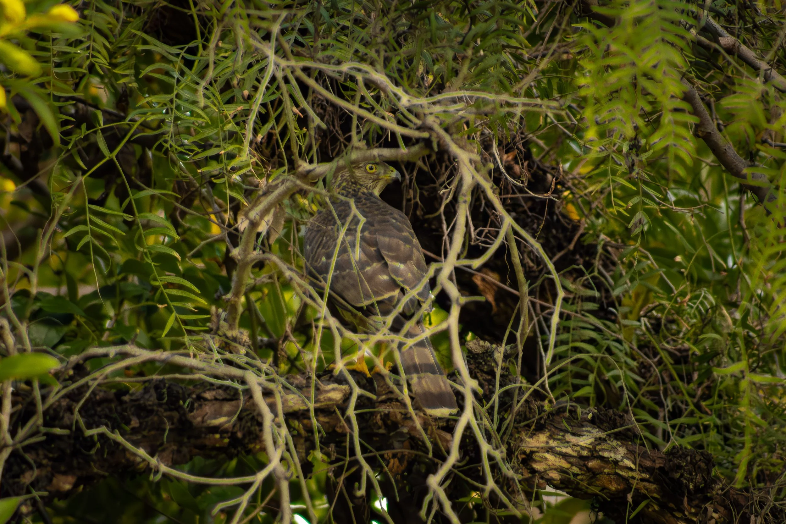 Close up photo of a Cooper's hawk sitting in a tree, it's back is facing the view but it is looking over its' shoulder towards the viewer.