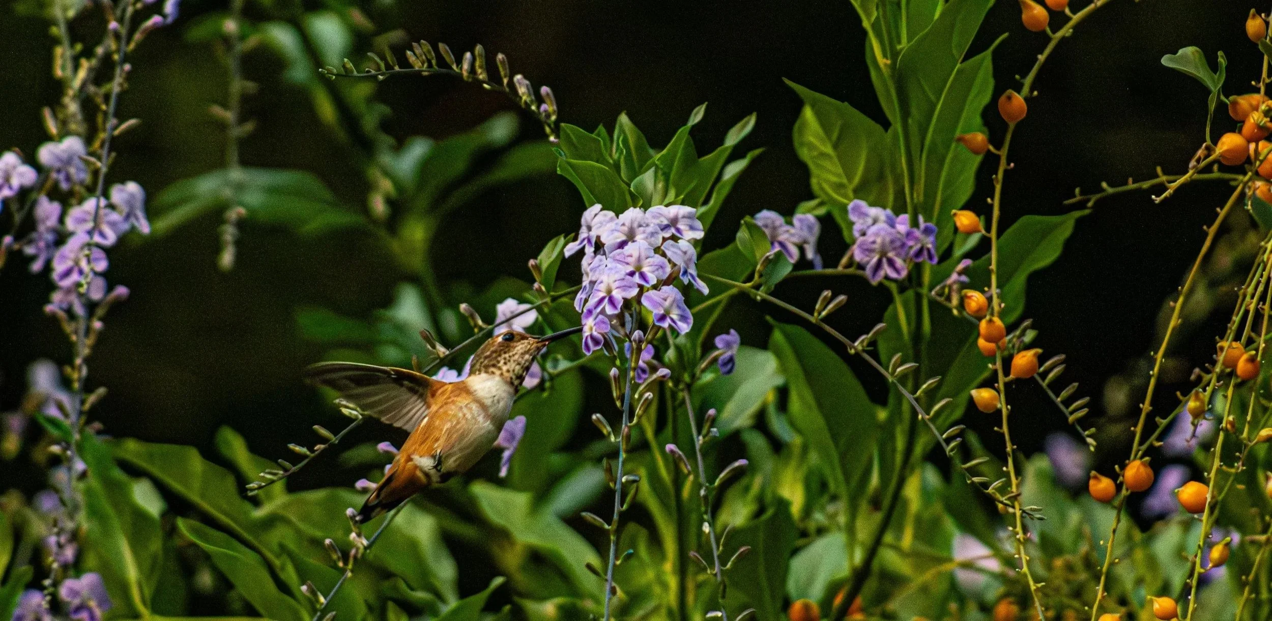 A hummingbird hovering near purple flowers with green leaves and small orange fruits in the background.