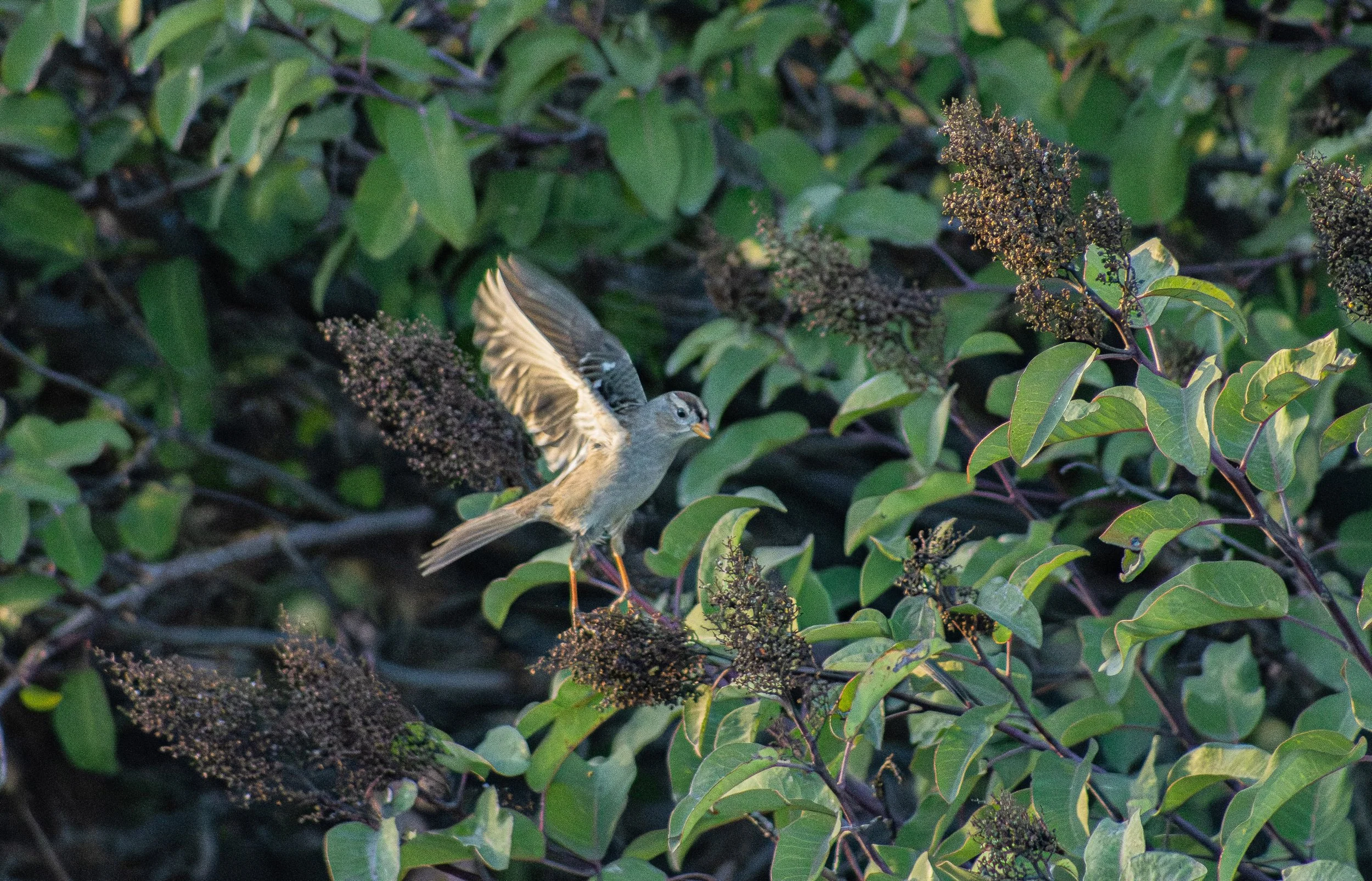 White crowned sparrow landing on a bush with seed pods