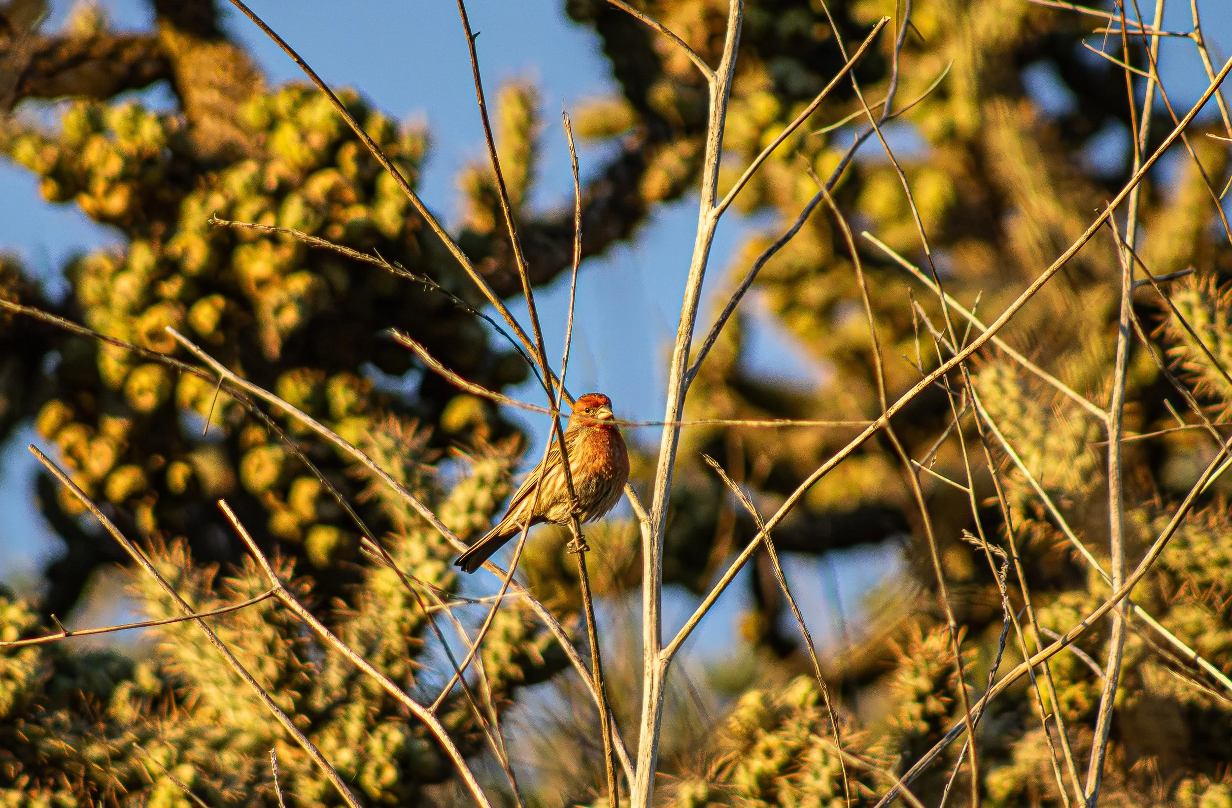 House sparrow perched on some dry grass in front of a hill of cactus