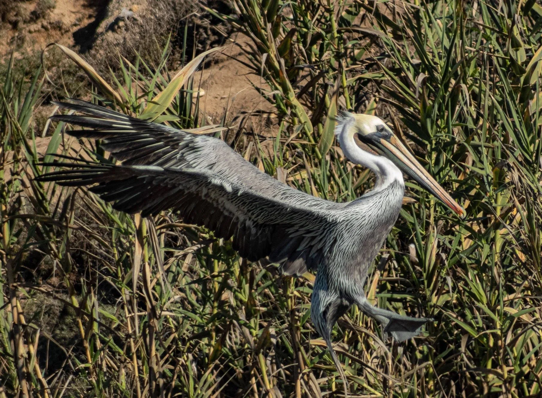 Close up, side-profile of brown-pelican landing in front of a background of reeds. It's wings are stretched behind it's body.