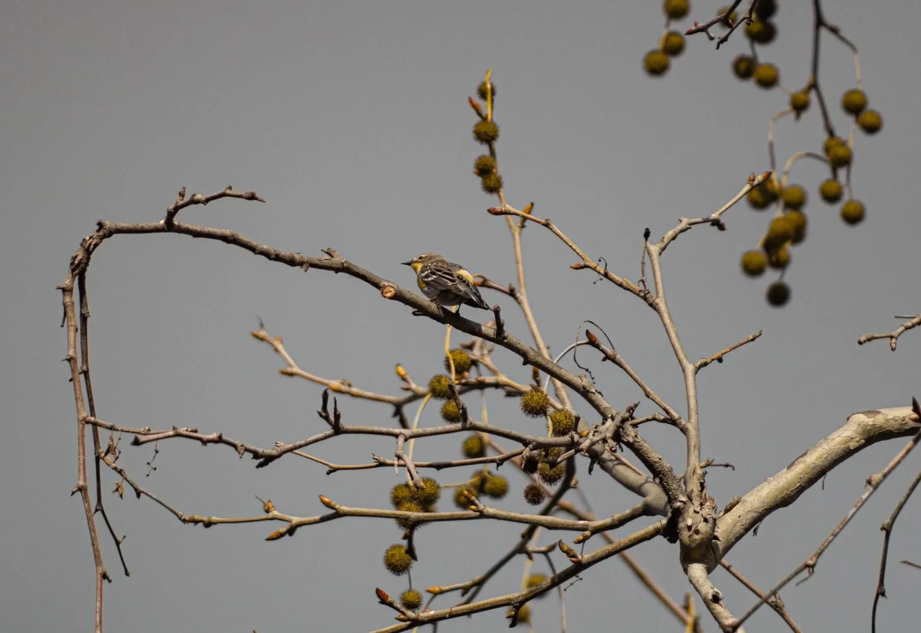 A yellow rumped warbler sits in a tree of yellow seed balls against a plain gray sky.