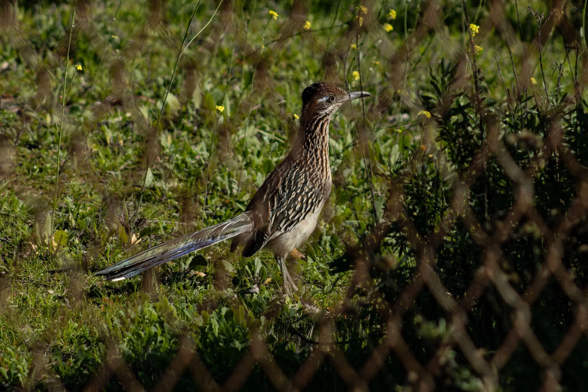 Greater Roadruuner faces to the right and stands amongst grass and scrub, in the foreground is an out of focus chain link fence. The roadrunner occupies the majority of the frame.