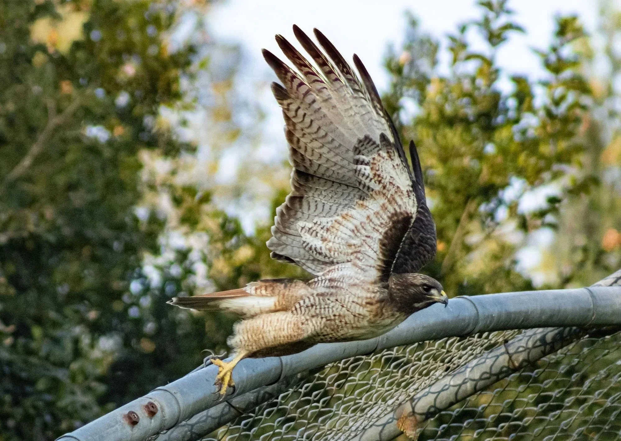 red tailed hawk is flying after taking off from a chain link fence