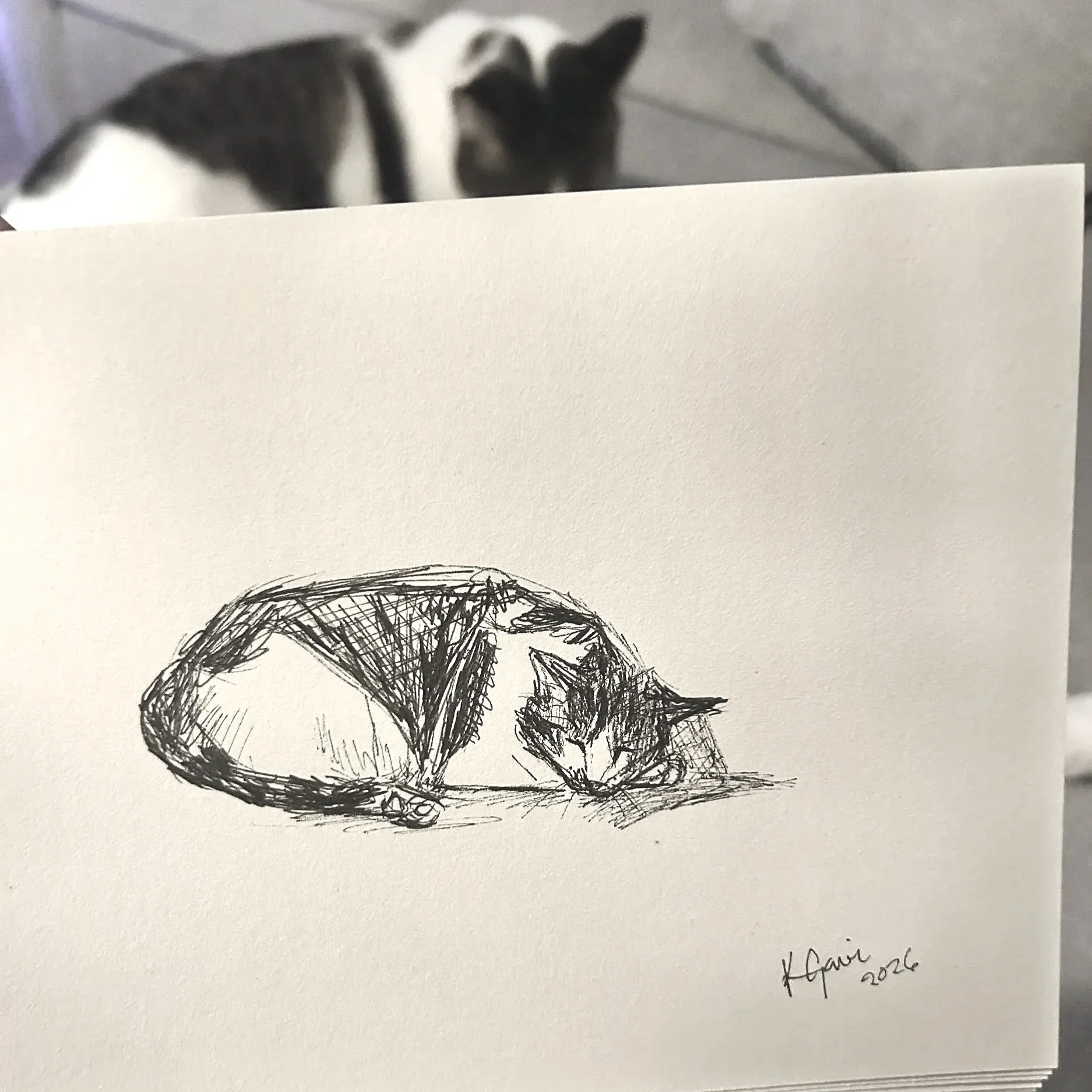 cat sleeping drawing custom drawing