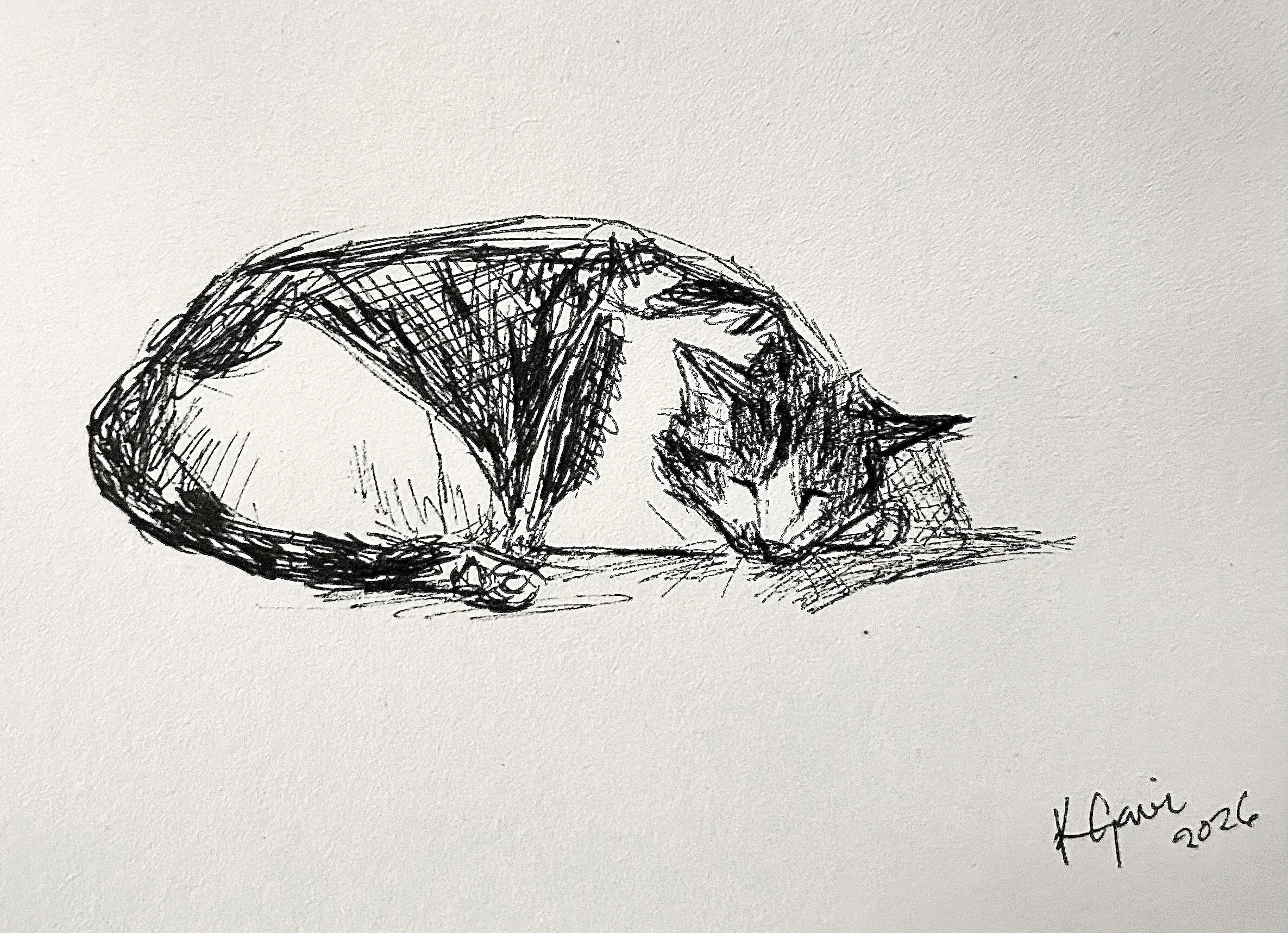 cat sleeping drawing