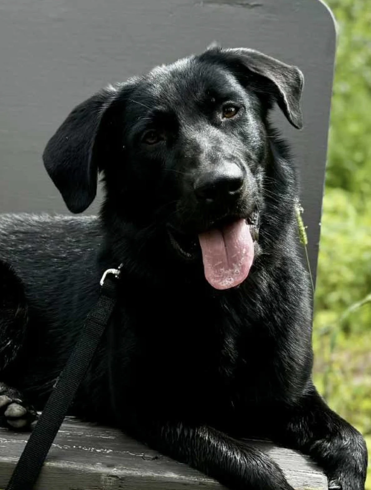 Black Labrador Retriever dog lying on a wooden surface outdoors, with green foliage in the background, panting with tongue out, wearing a black leash.