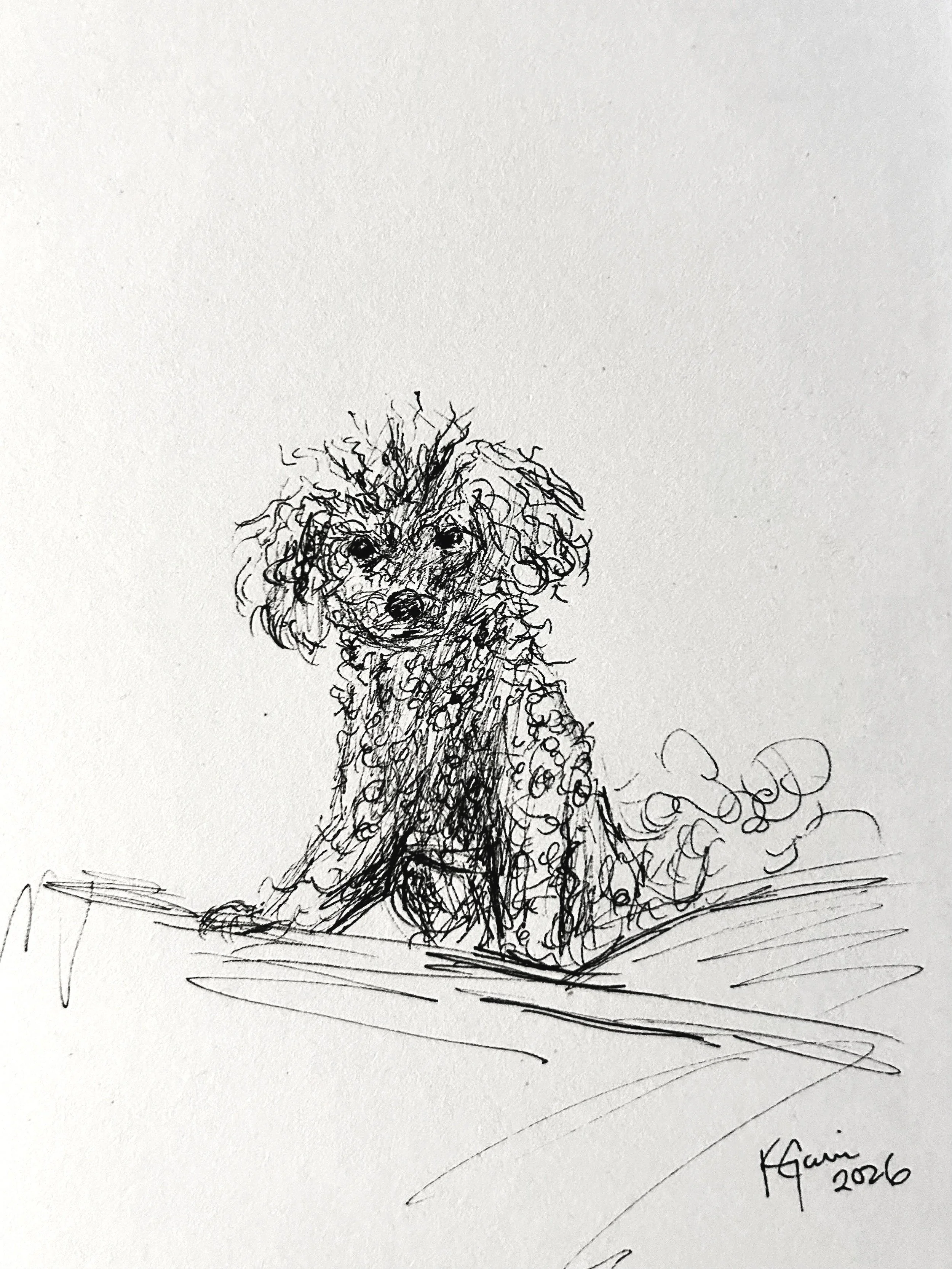 poodle drawing