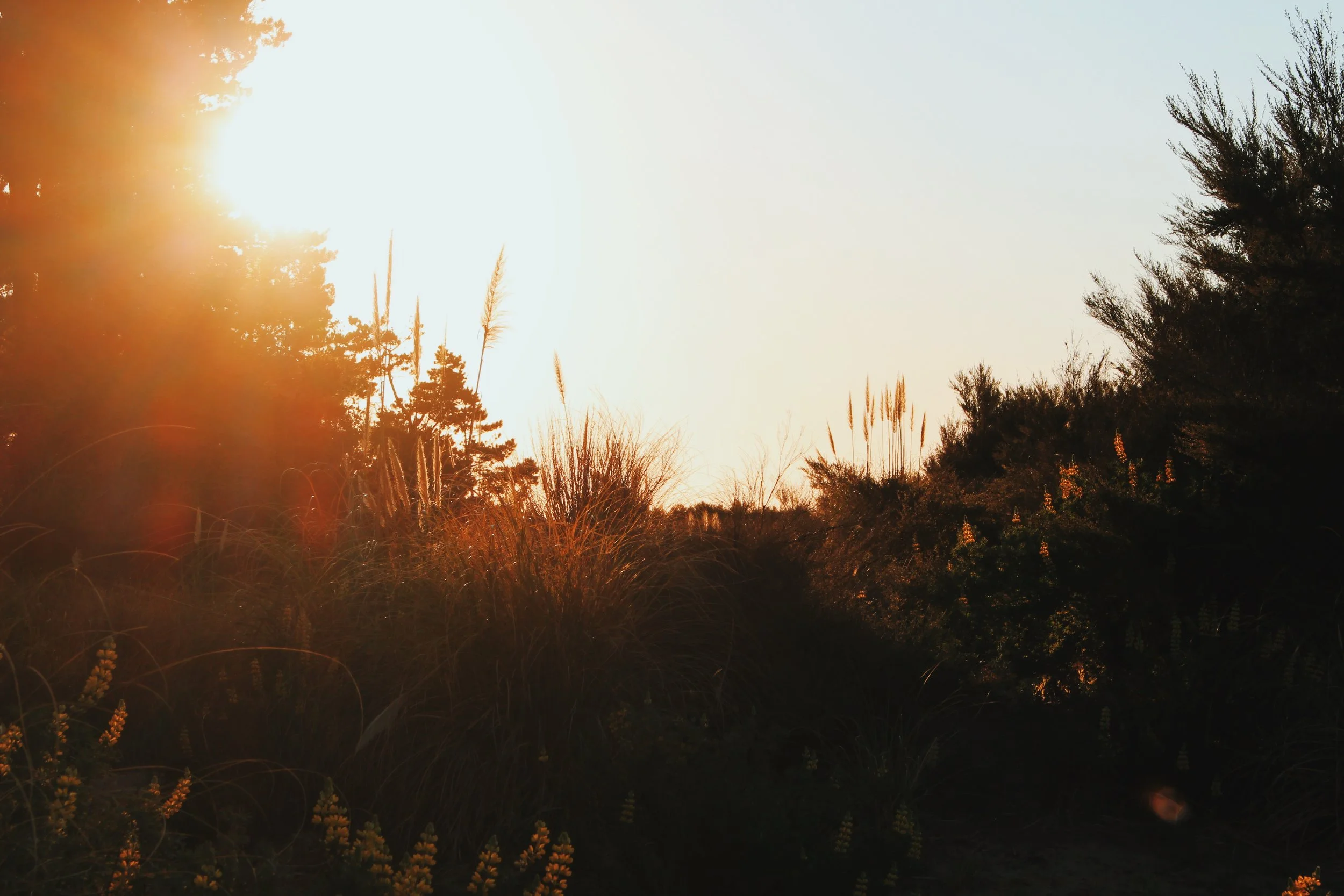 Sunshine peeking through trees and tall grasses during sunset in a natural landscape.