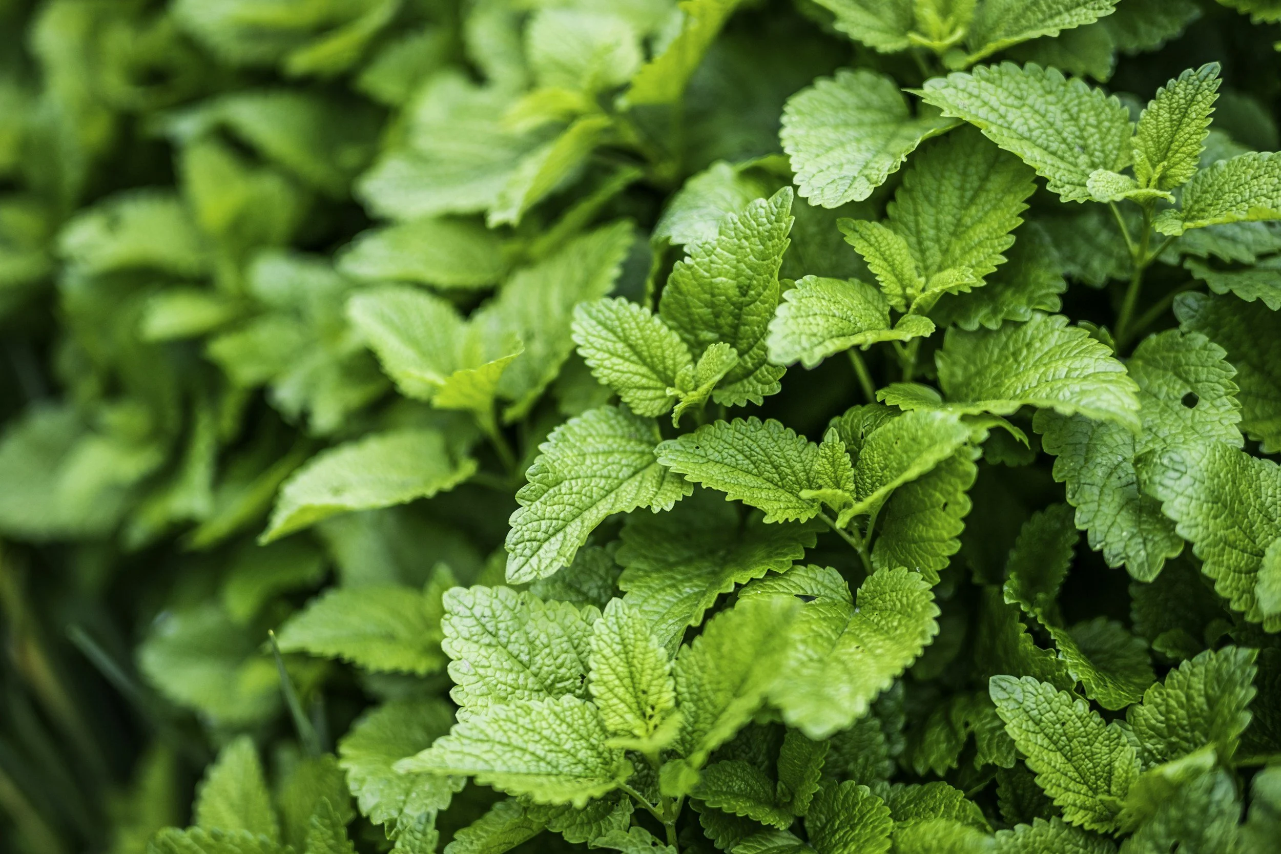 Close-up of fresh, green mint leaves with textured surface and serrated edges.