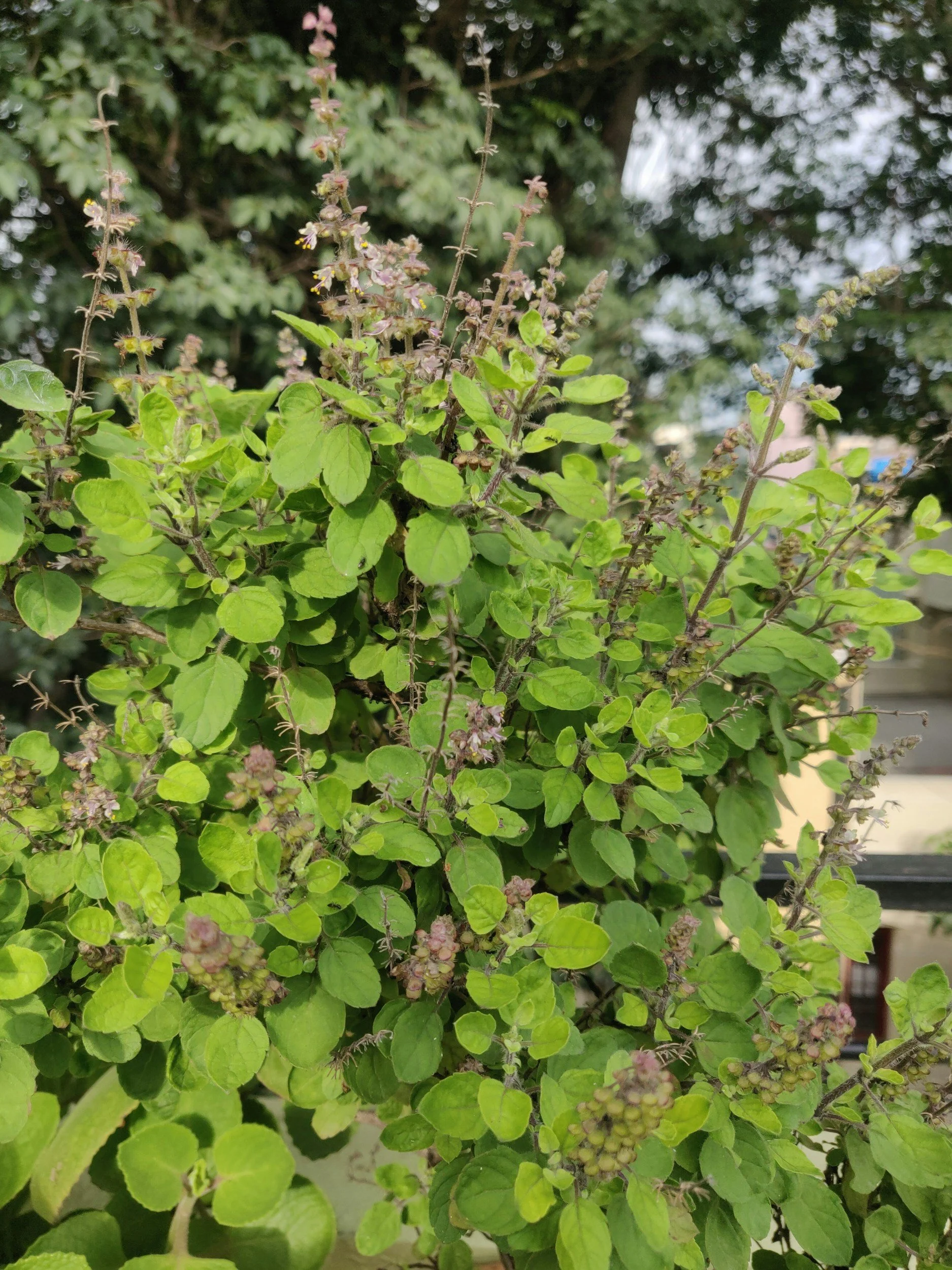 Close-up of a green leafy plant with small purple-pink flowers and tiny buds, set against a blurred outdoor background.