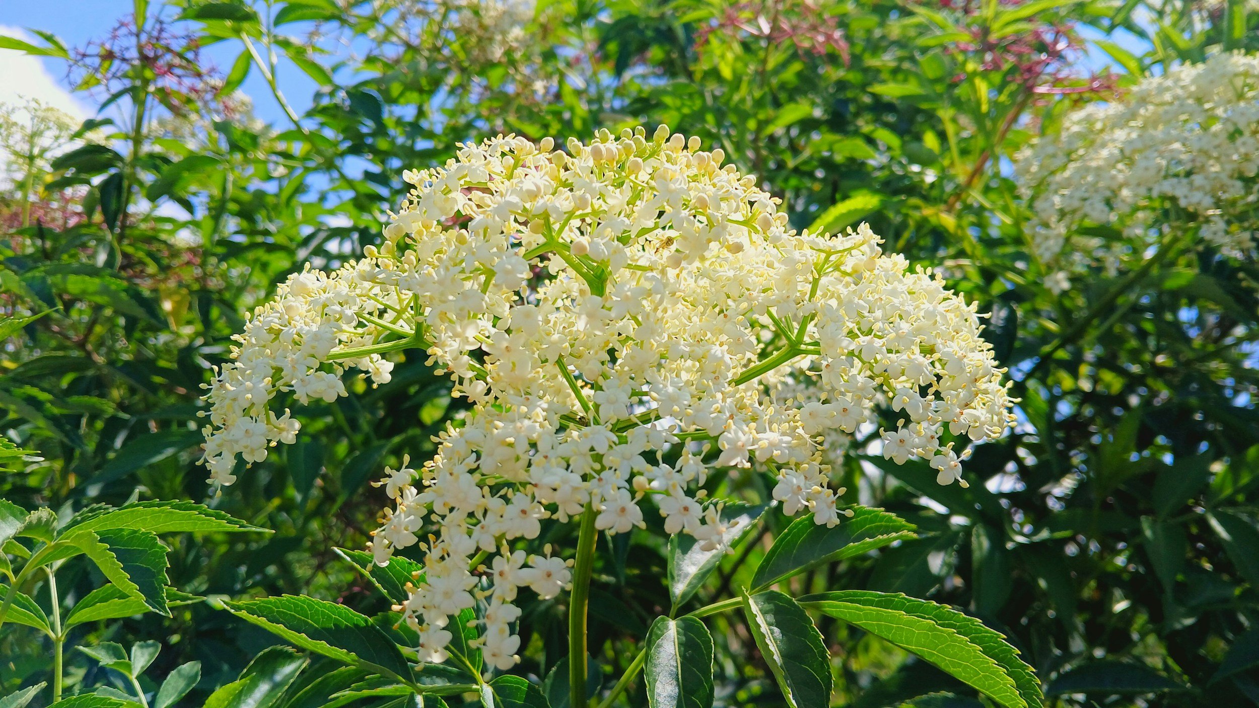 White flowers blooming on a green shrub with leaves, under a bright blue sky.