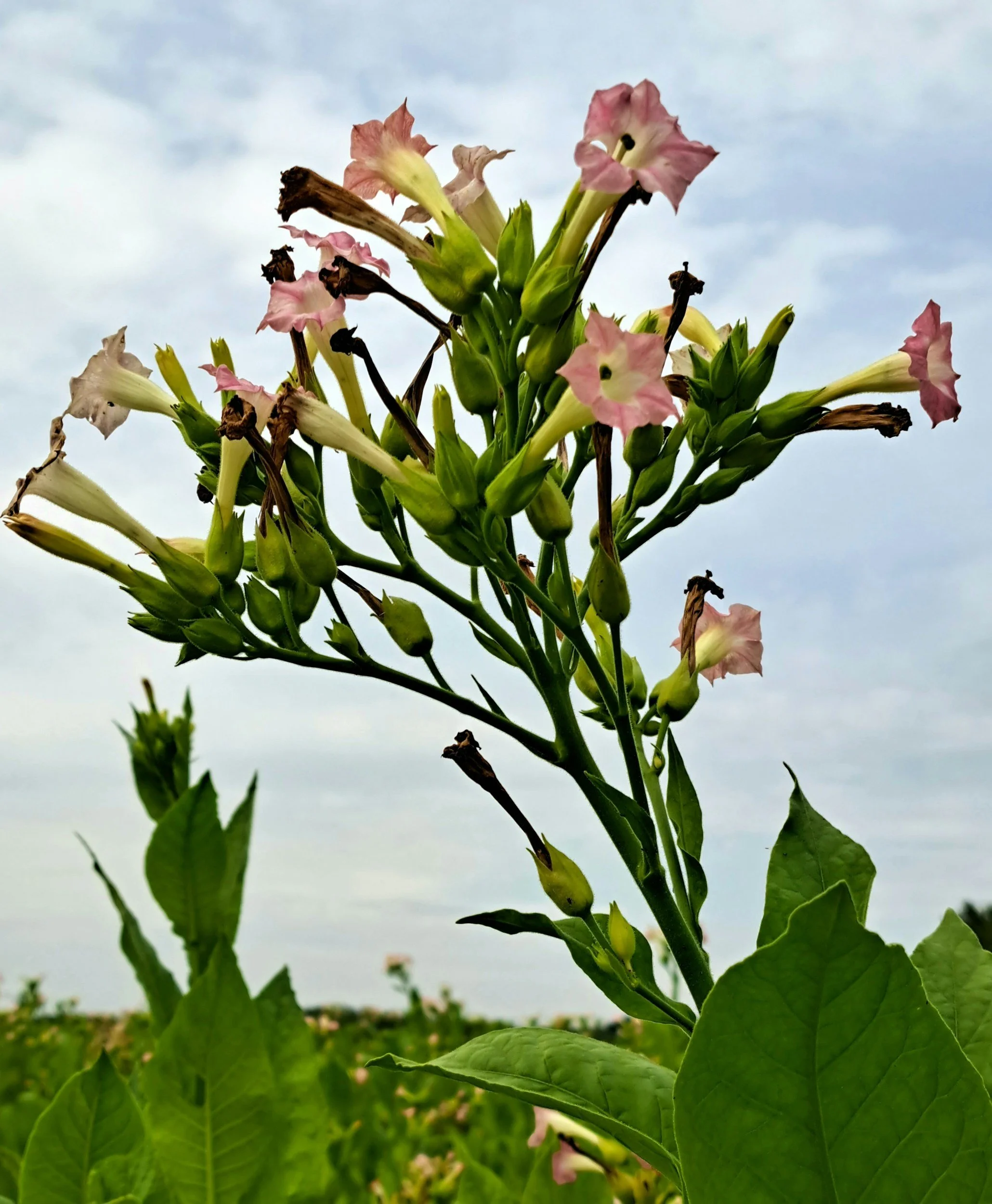 A tall plant with multiple pink trumpet-shaped flowers and green leaves under a cloudy sky.