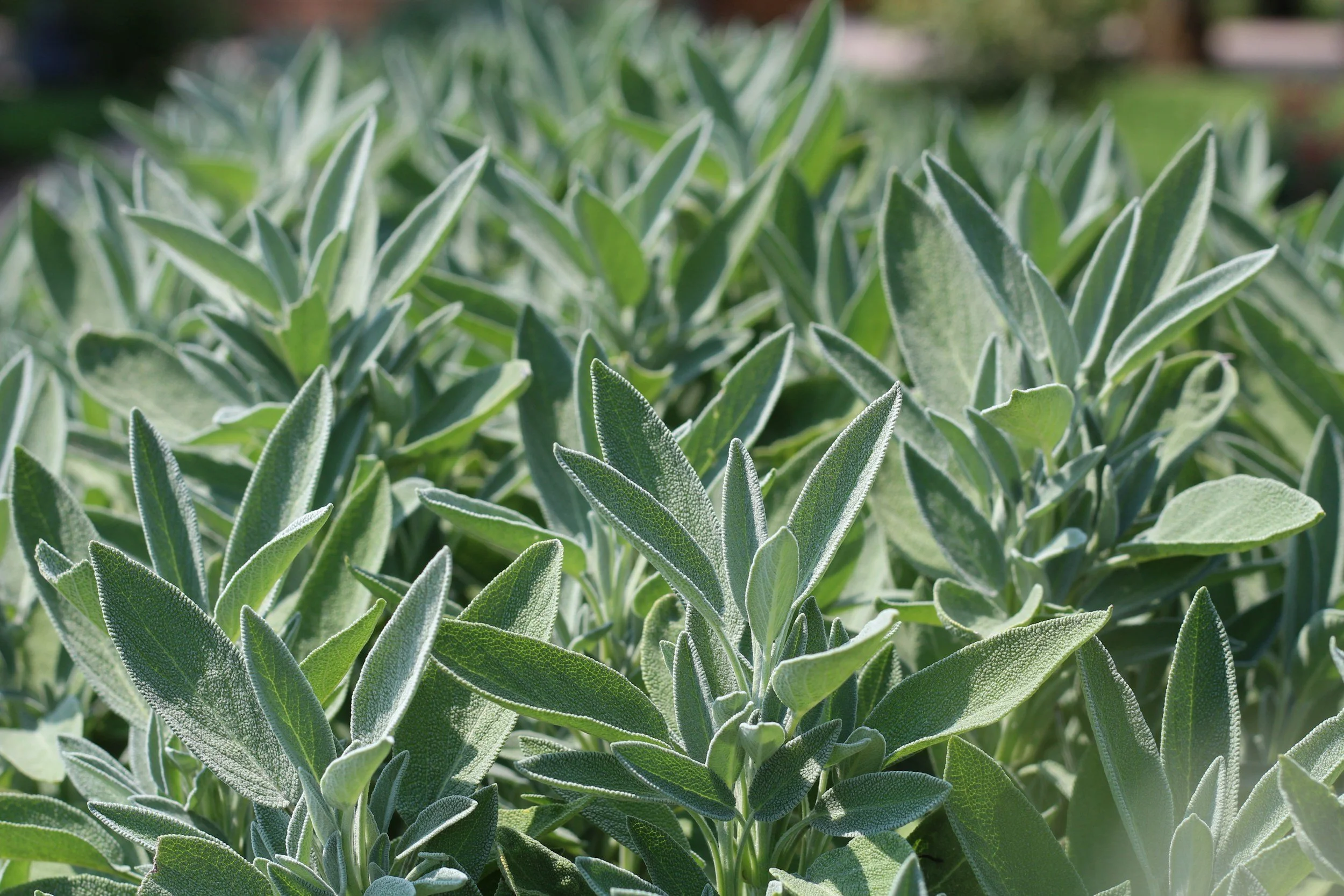 Close-up of green garden herbs with fuzzy, elongated leaves.