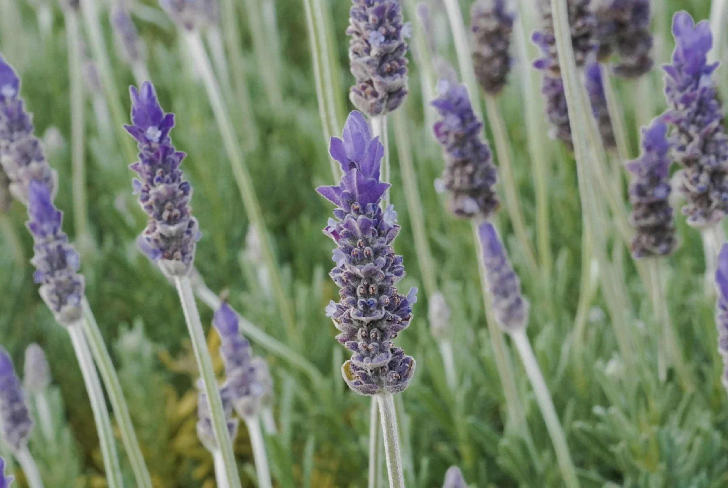 Close-up of purple lavender flowers with green foliage in the background.