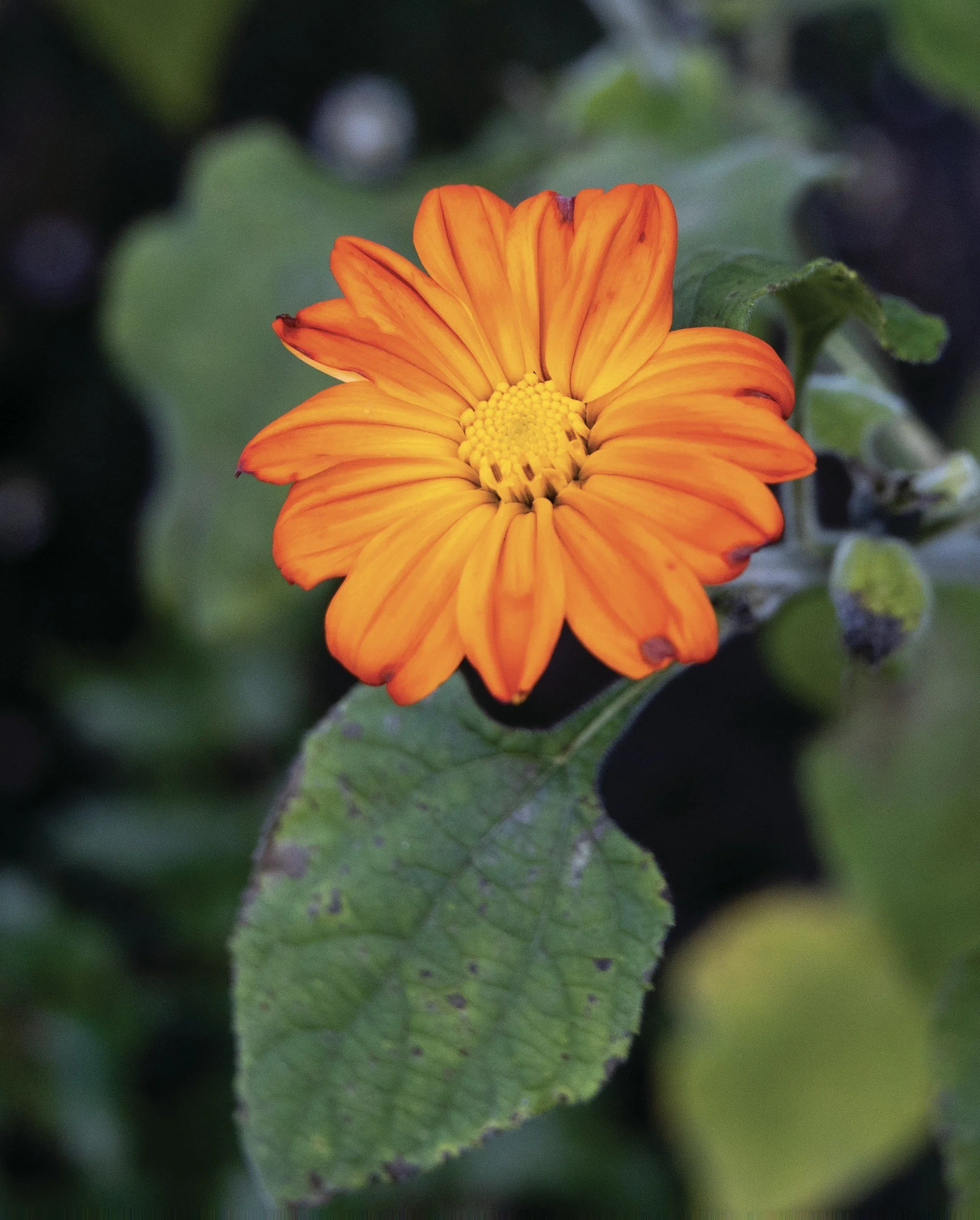 Close-up of an orange flower with yellow center, surrounded by green leaves, in natural outdoor setting.