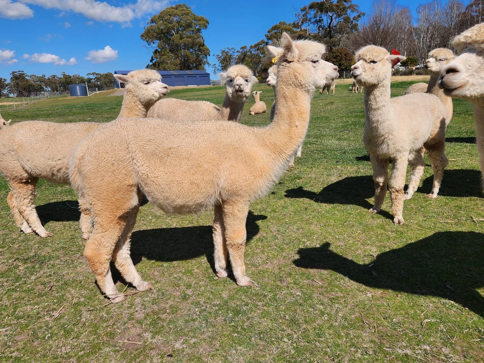 Yenaminut Loretta