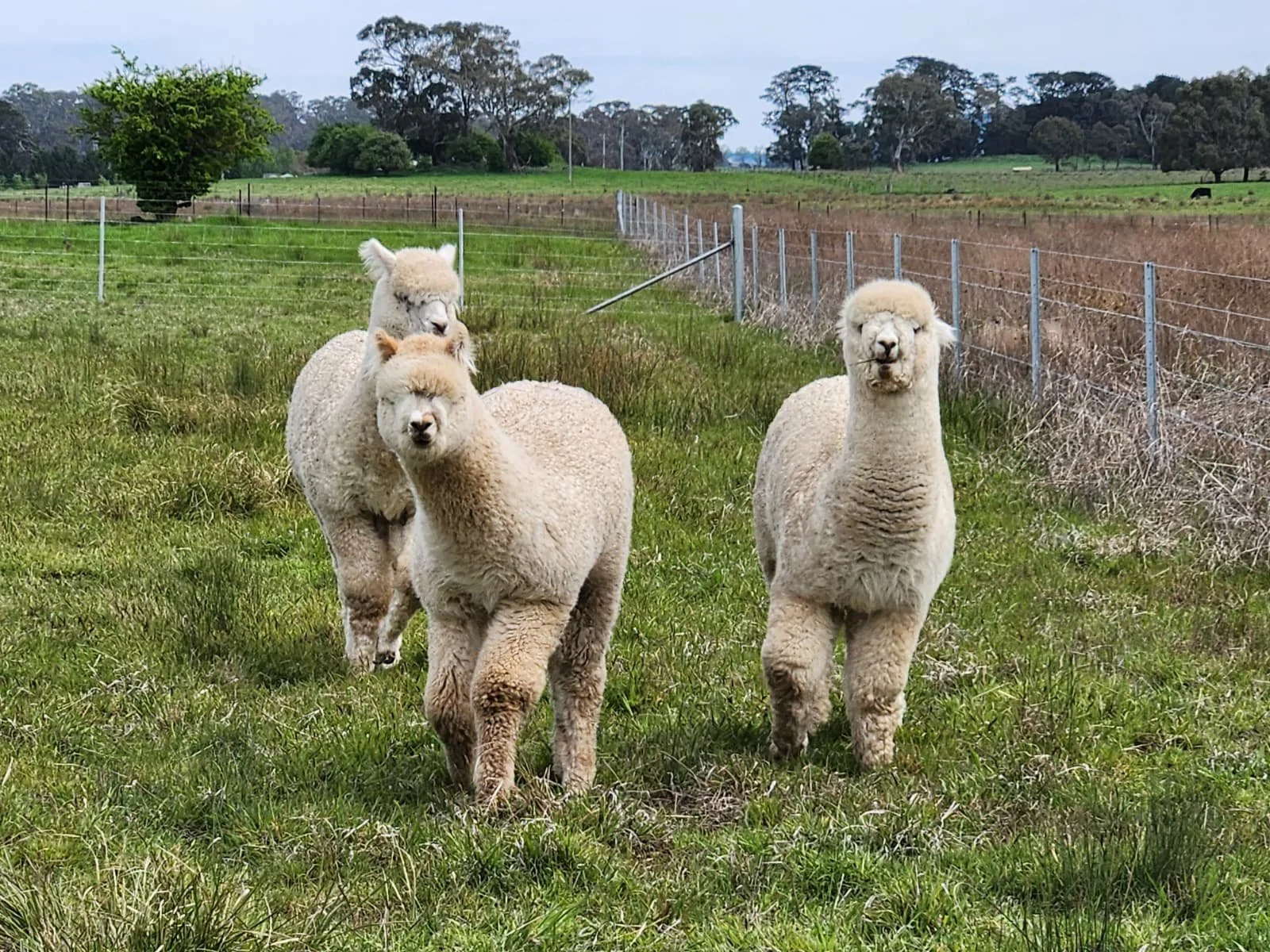 Pets and Herd Guards