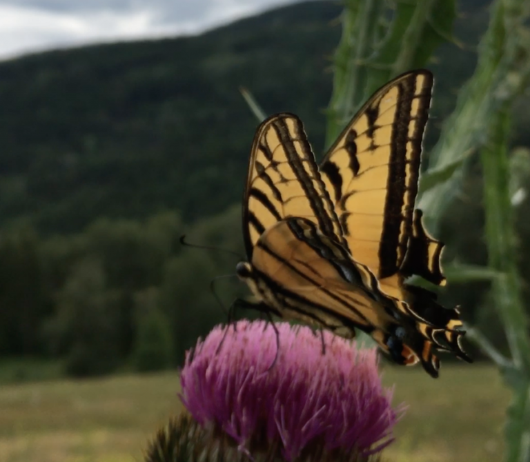 A yellow and black butterfly perched on a pink thistle flower in a field with a forest and hills in the background.