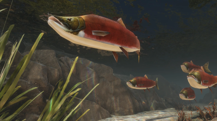 When the Salmon Return | 2025