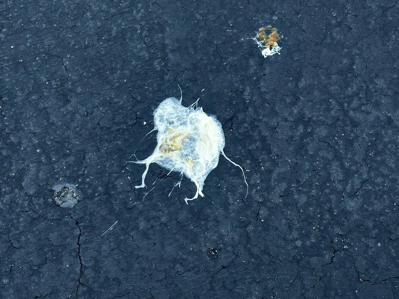 A piece of discarded plastic or foam on a cracked asphalt surface
