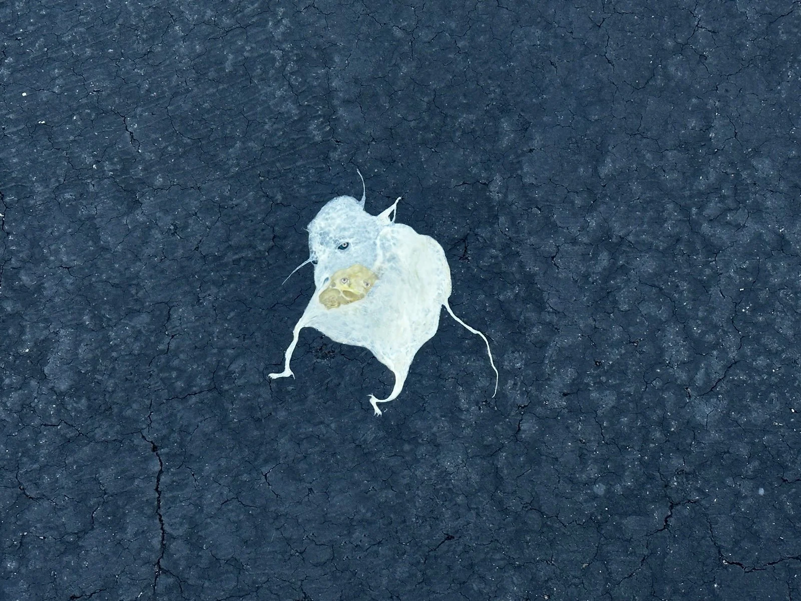 A sticker on asphalt pavement depicting a hybrid creature with a cat's body and head of a bird with an orange beak, and a face of a dog with eyes, on dark cracked asphalt ground.