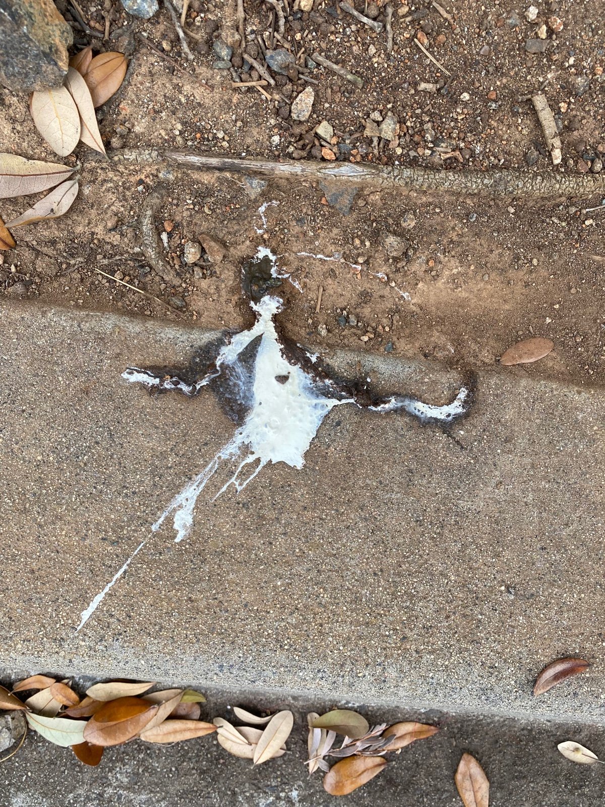 Dried leaves scattered on a dirt and concrete surface with a patch of white liquid spilled on the ground.