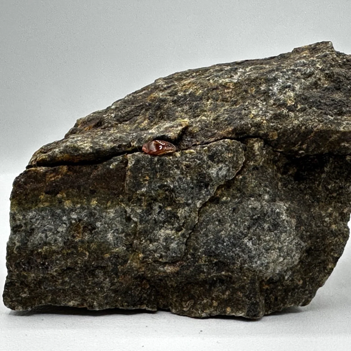 Close-up of a dark, textured rock with a small, shiny, reddish-brown object on its surface.