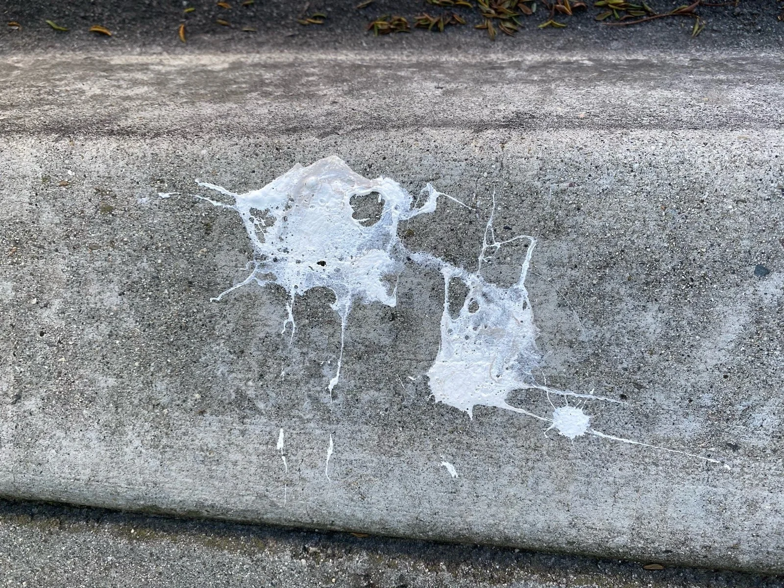 A sidewalk with a spider web spun on its surface.
