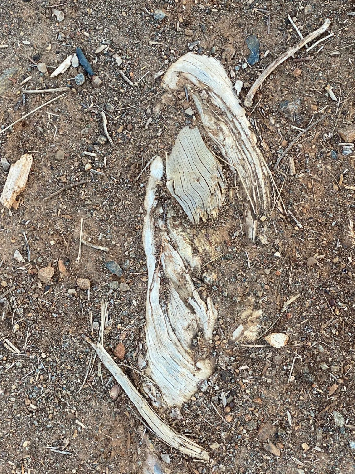 Dry, weathered pieces of wood on dirt ground with small rocks and twigs.