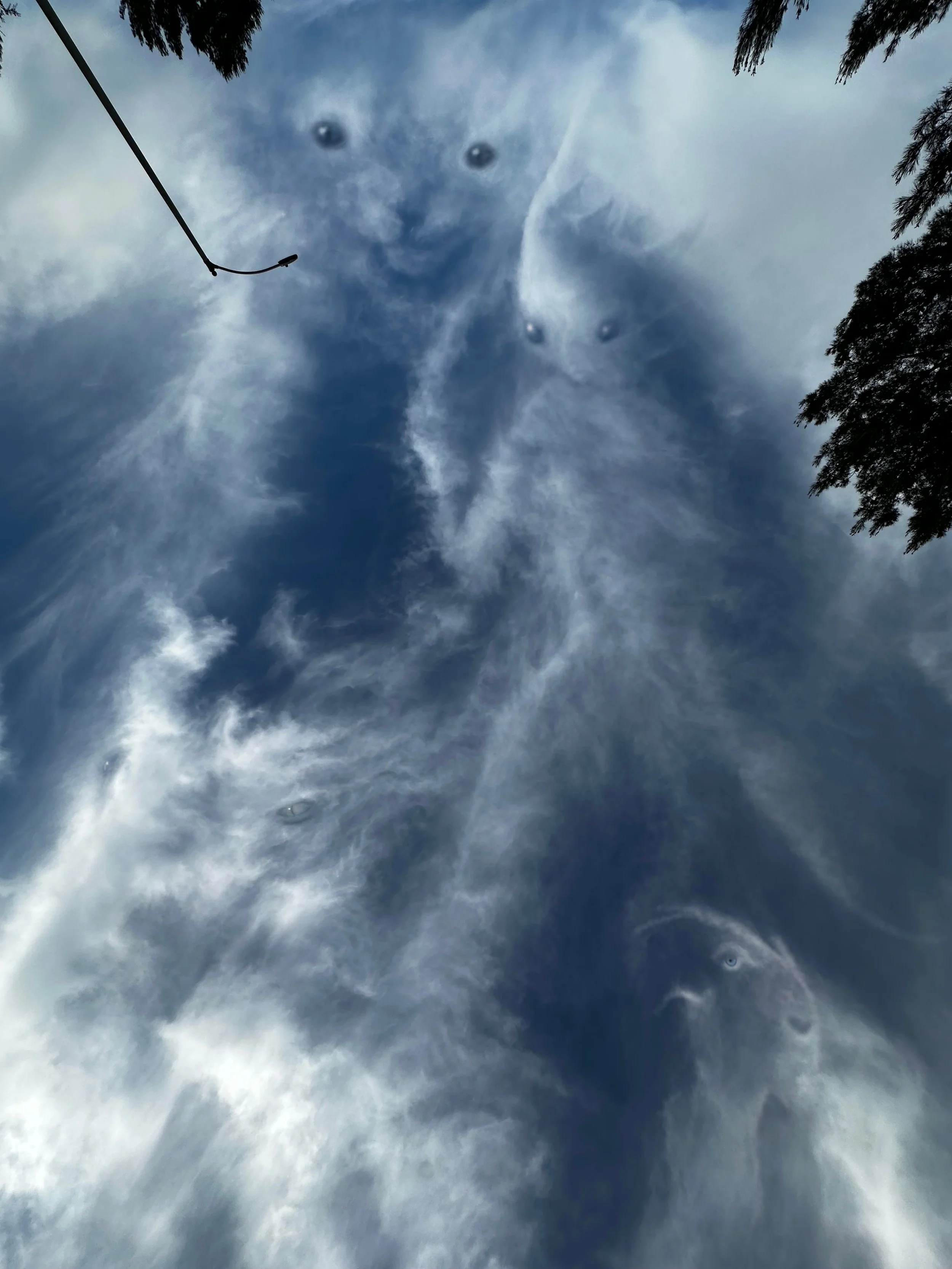 The photo captures an upward view of the sky with clouds, trees, and a streetlight, creating a reflection of a dog's face with facial features in the cloud patterns.