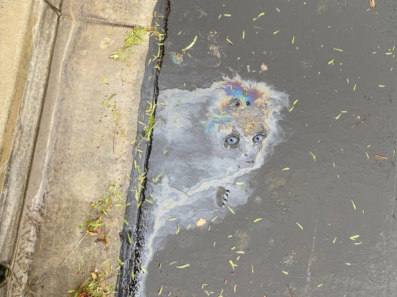 A puddle of oil or other liquid on the ground near the sidewalk, with rainbow-like colors and a few small objects or debris in it, and some leaves scattered around.