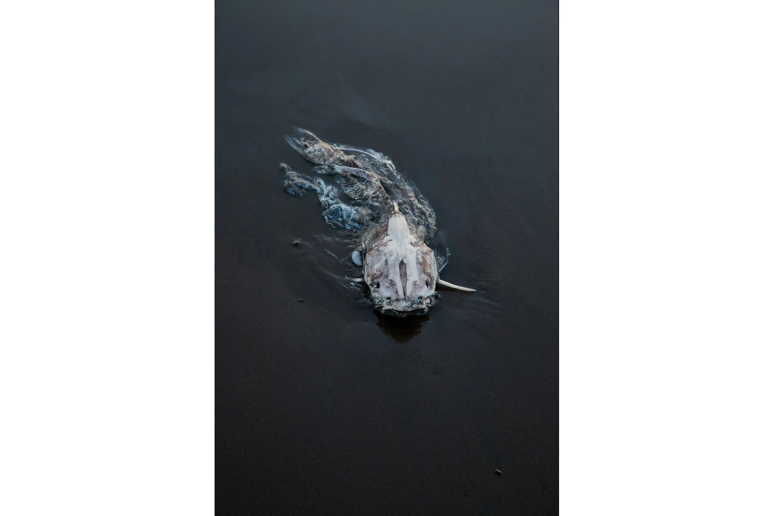 The Catfish