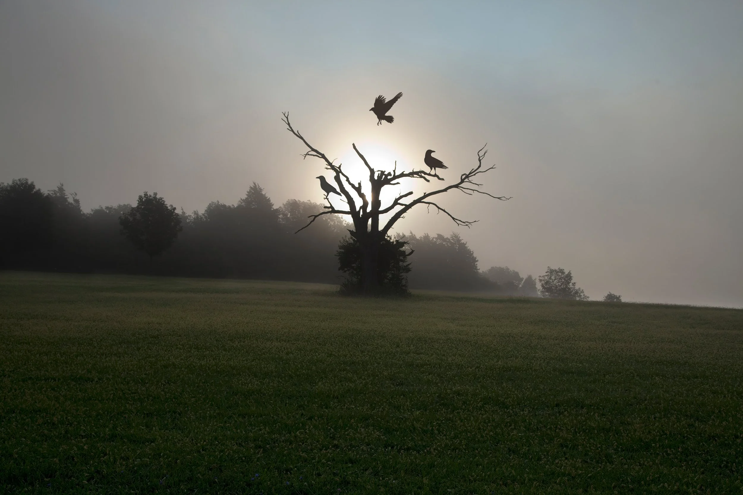 Silhouetted leafless tree with two birds perched and one bird flying in front of a glowing sunrise, with a background of distant trees