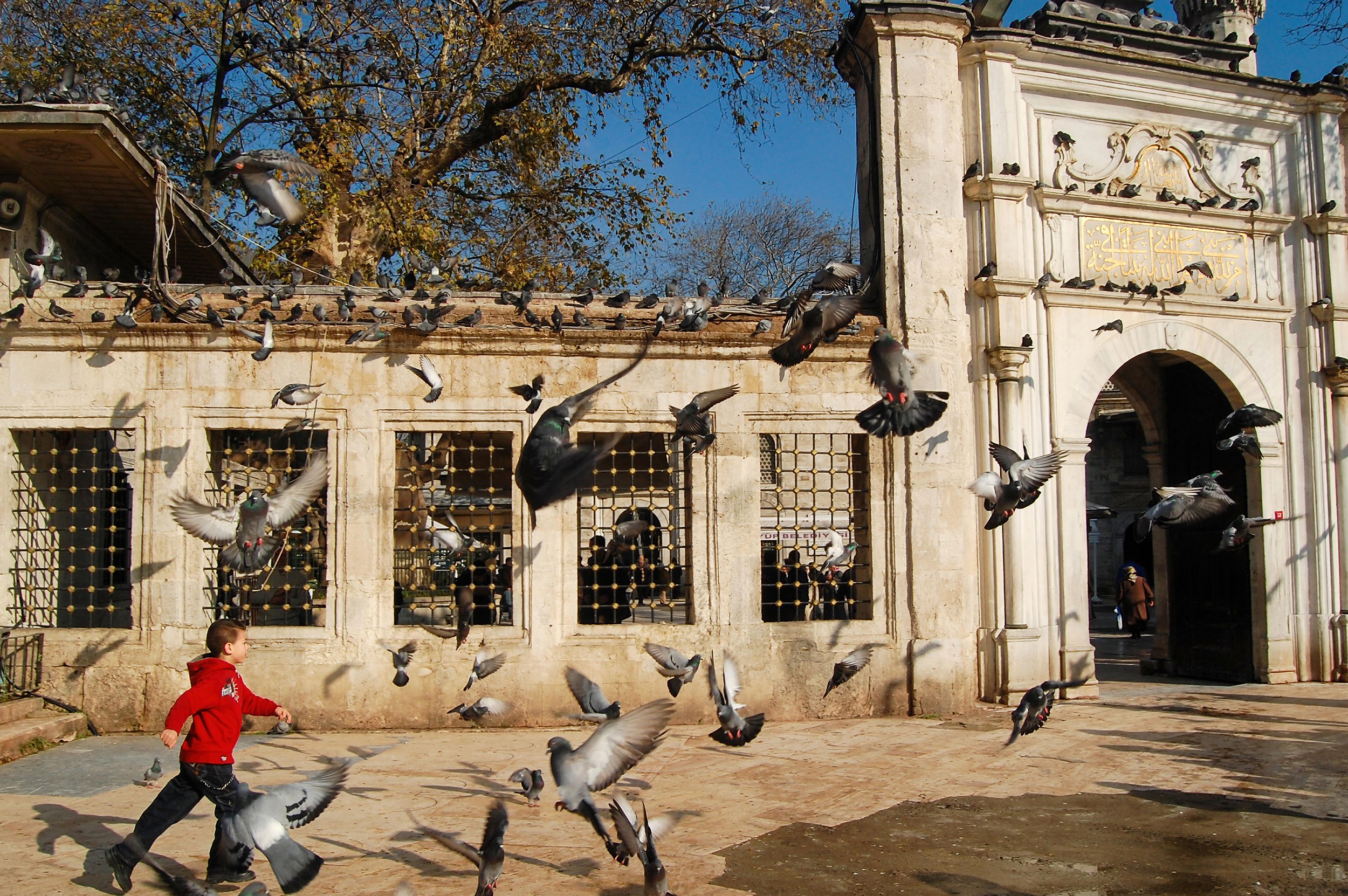 The Boy and the Birds
