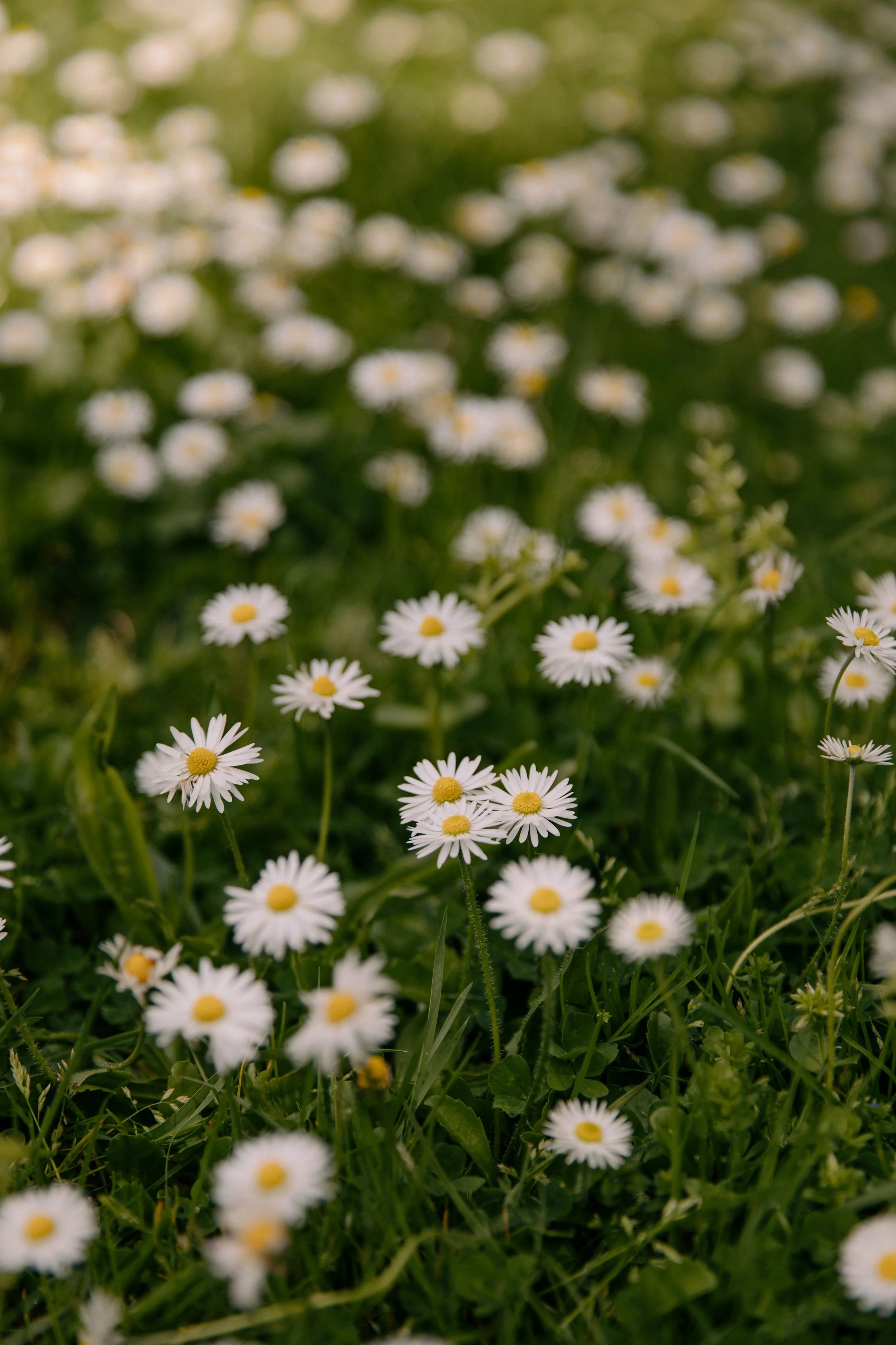 A field of small white daisies with yellow centers, growing in green grass.