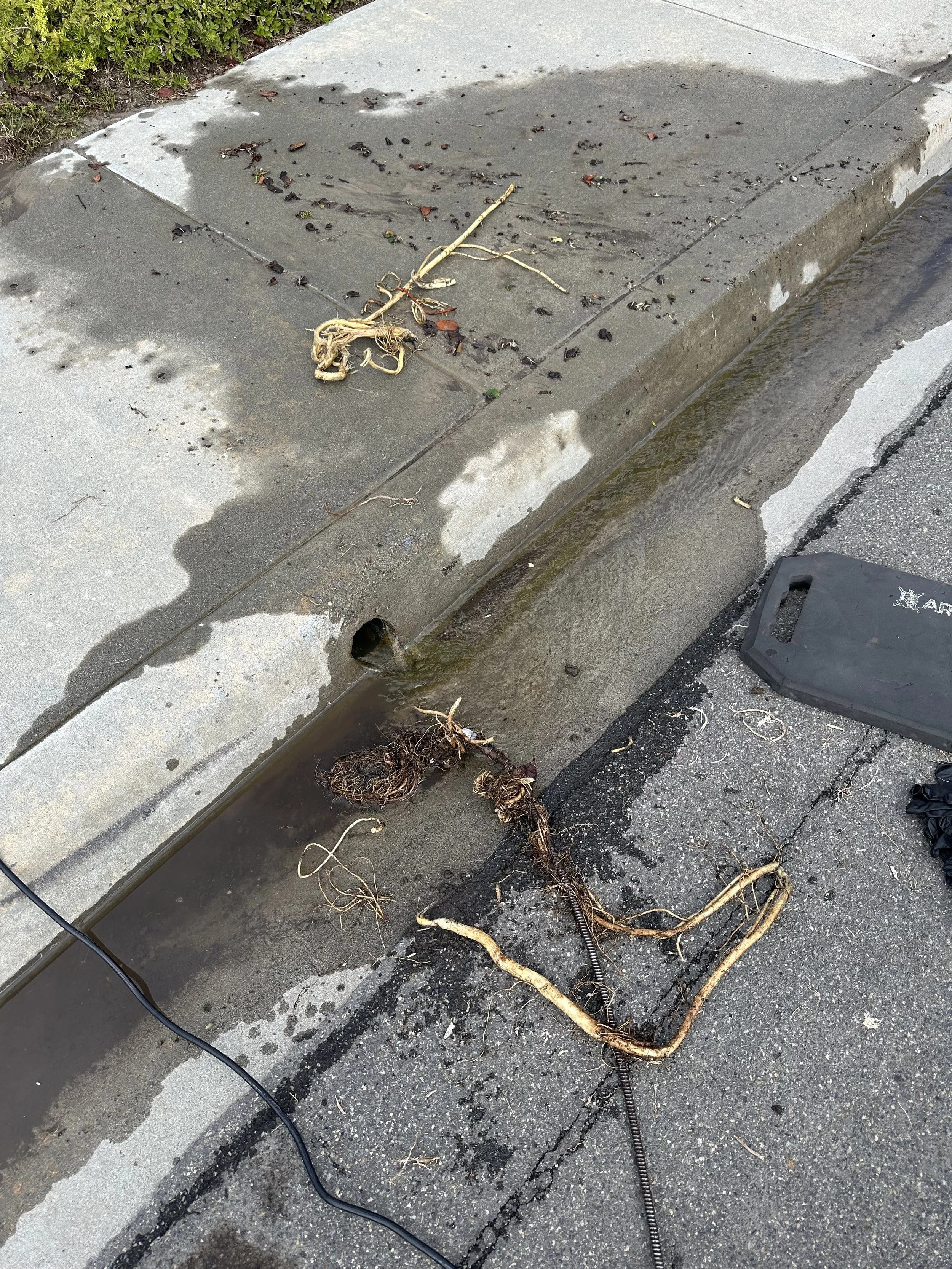Decomposed roots and soil on a storm drain surrounded by wet pavement and scattered small debris, with a black utility or power cord in the foreground and some green shrubs at the top left.