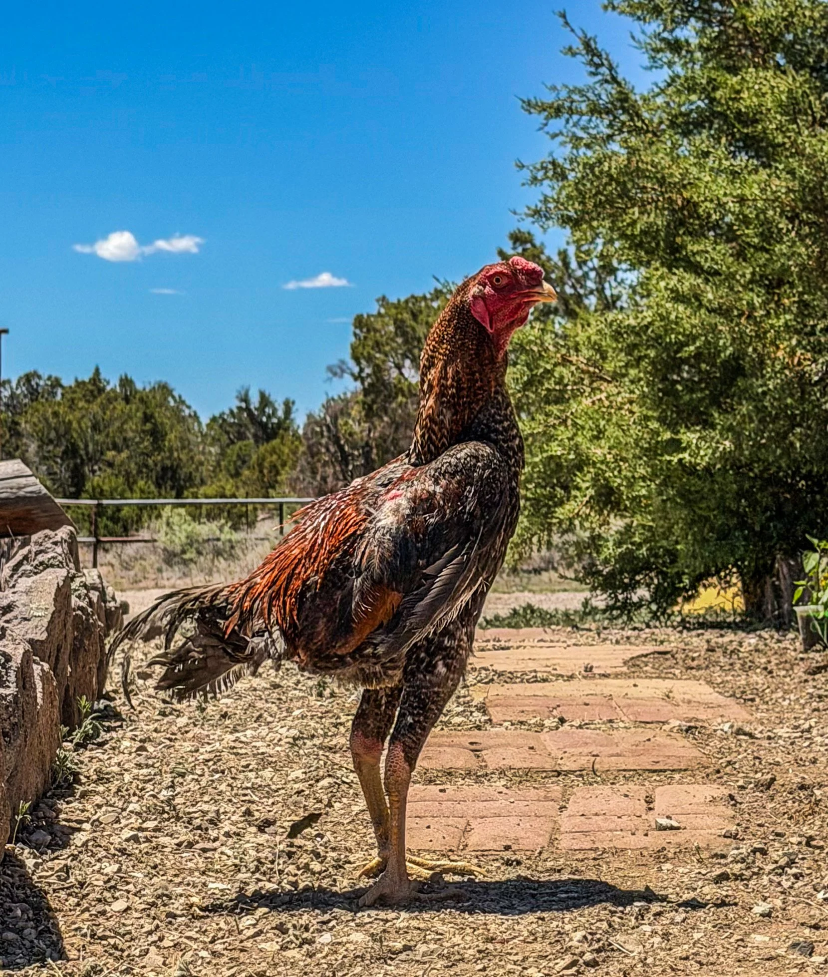 A rooster standing on a dirt path with green trees and a blue sky in the background.