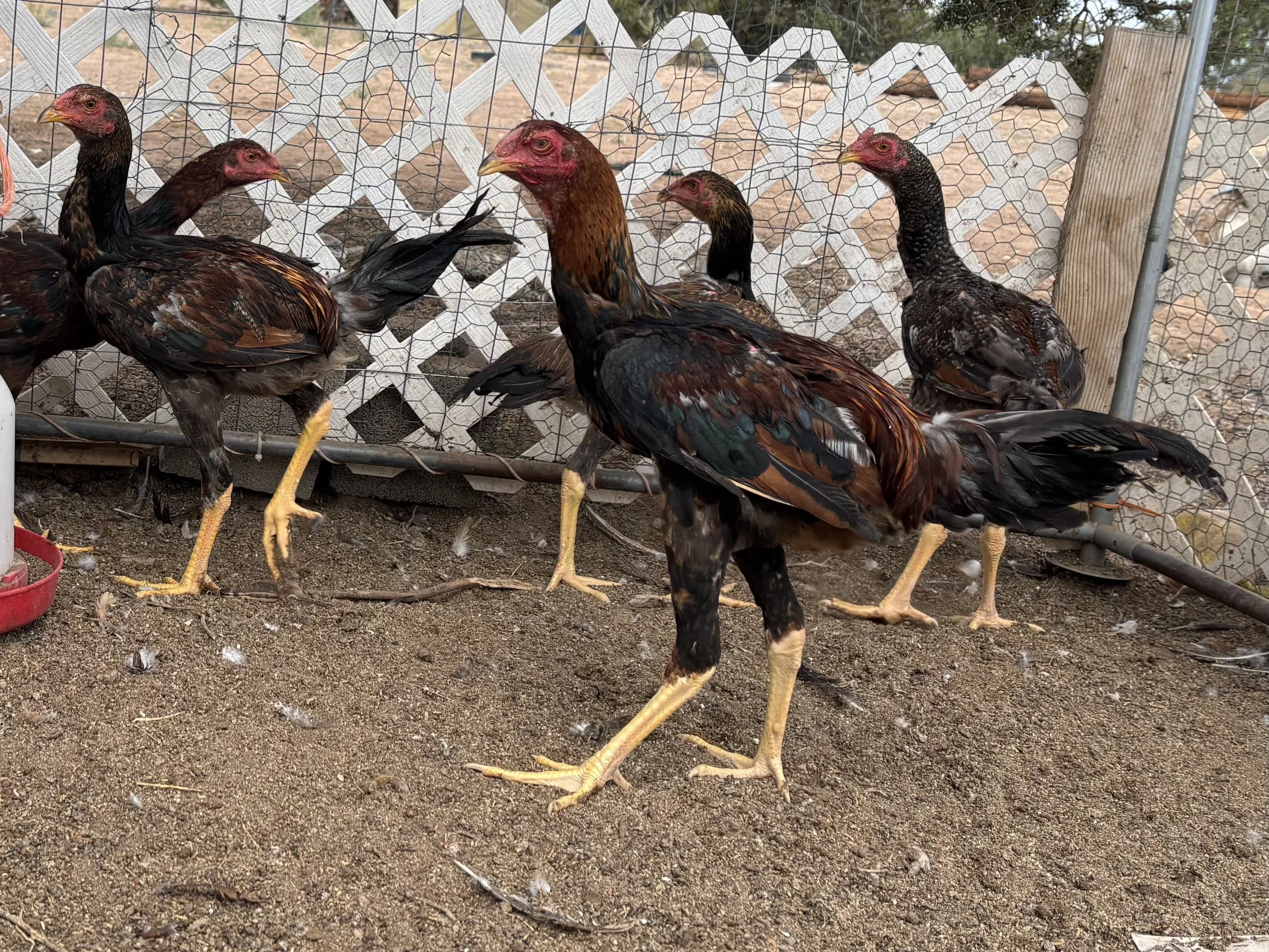 1/2 Dozen Hatching Eggs