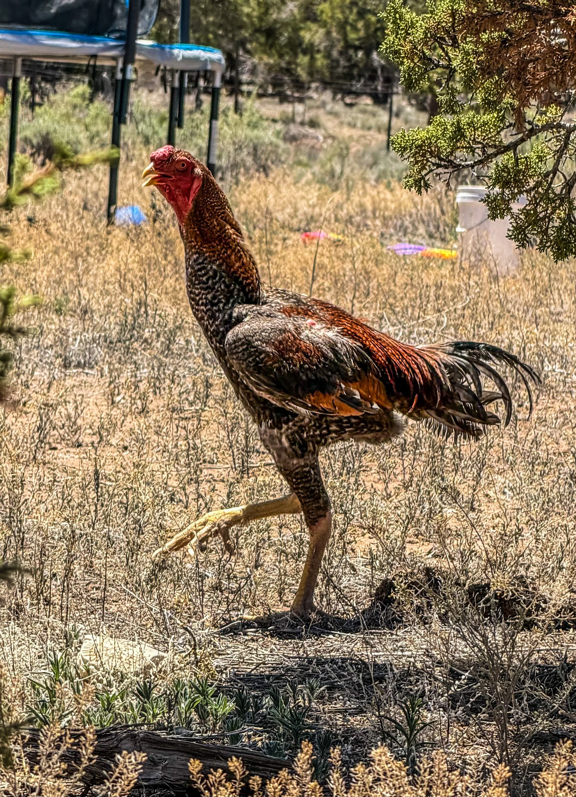 1 Dozen Hatching Eggs