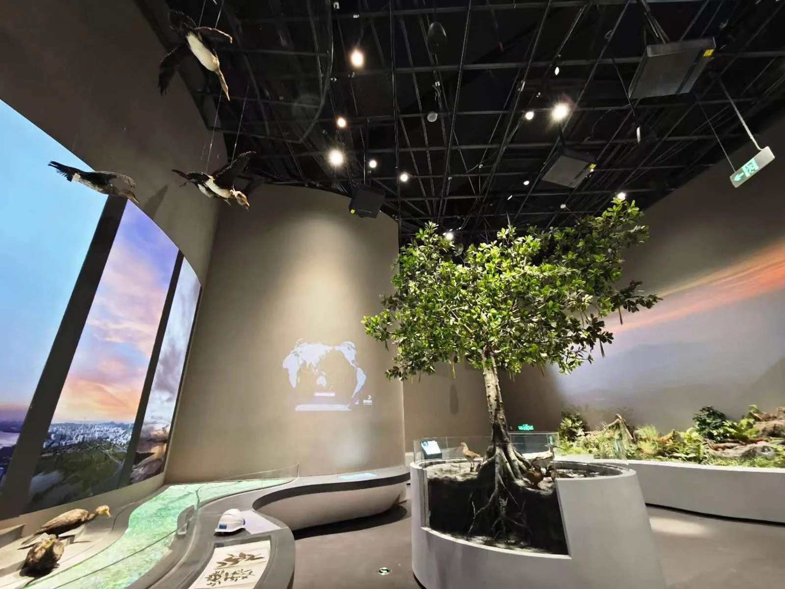 深圳自然博物館紅樹林生態造景與飛鳥標本展區  (English: Mangrove ecosystem design and flying bird specimens at Shenzhen Natural History Museum)  相片 B（6台投影機/植物環幕）